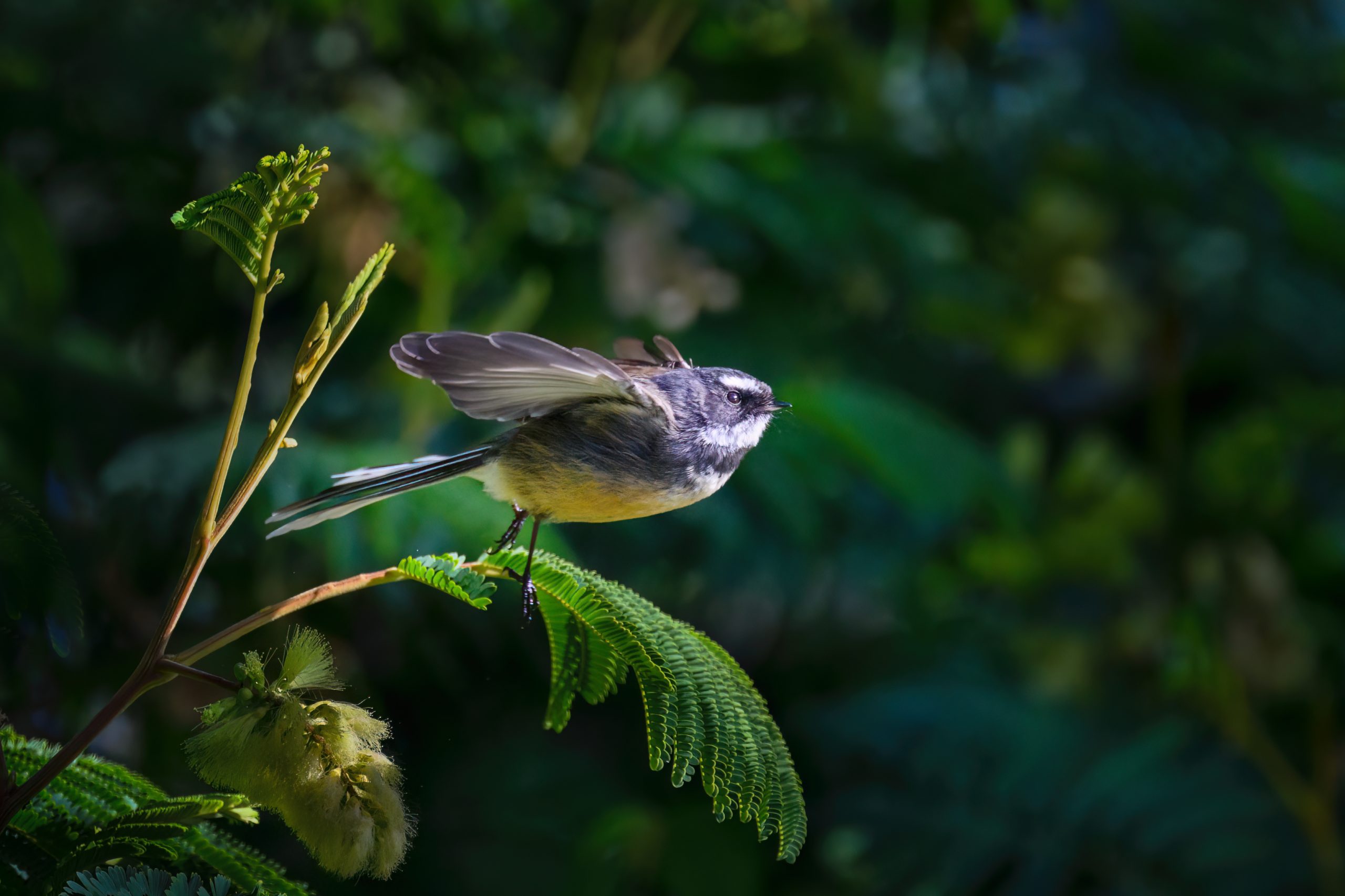 New Zealand fantail