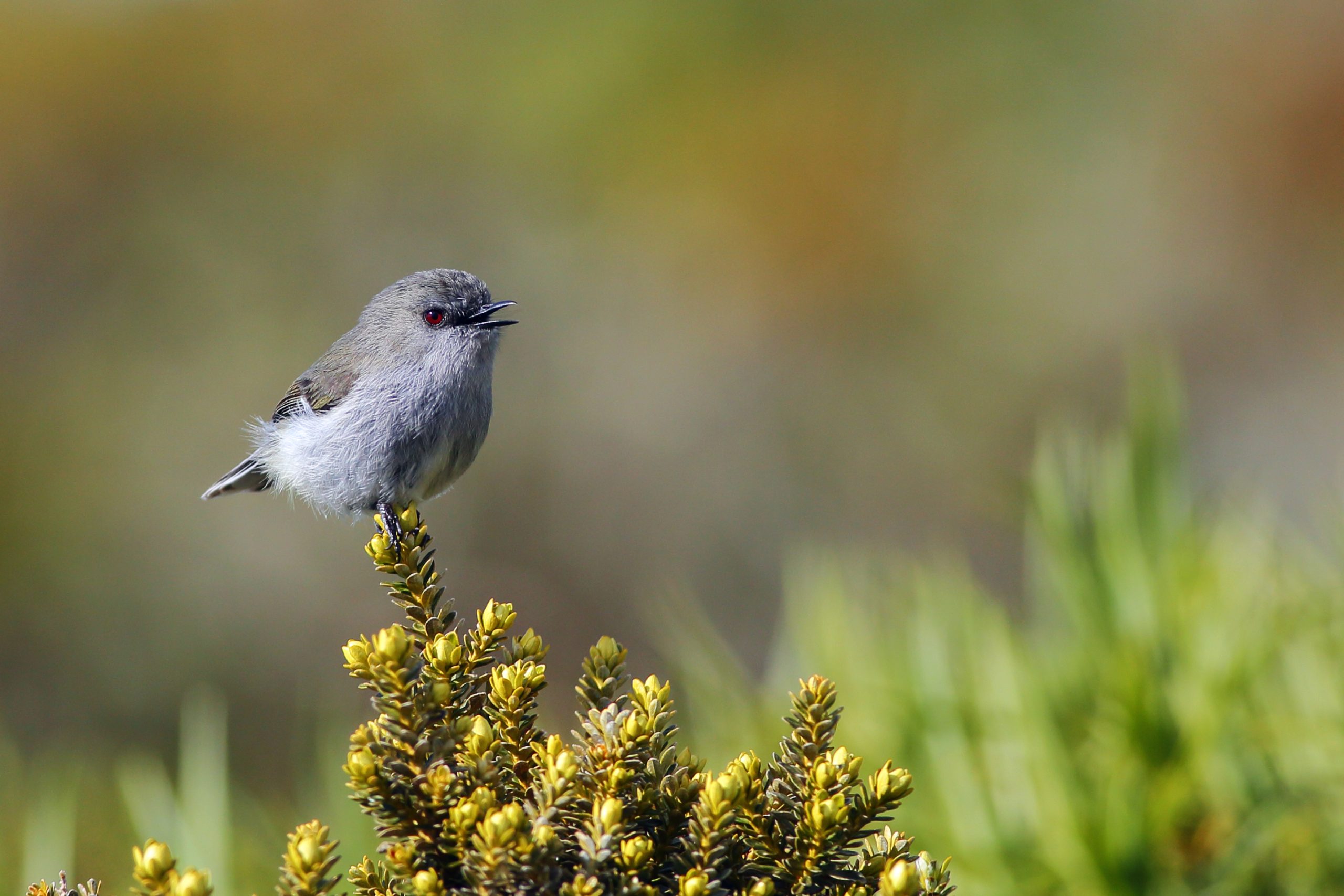 Grey warbler, or riroriro