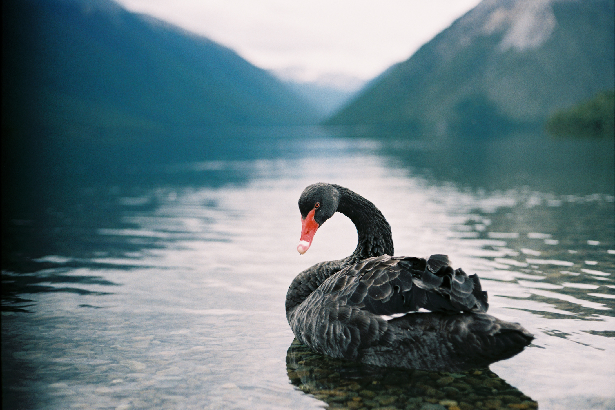 black swan on lake