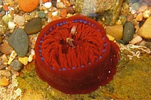 Beadlet-anemone-Actinia-equina-in-Aberdour-bay-rock-pool-c-Martyn-Gorman_623-c1cda8f © Martyn Gorman