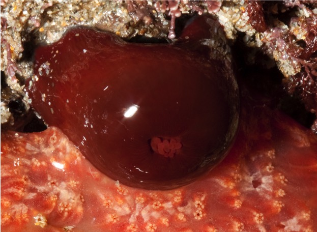 Beadlet20anemone2028Actinia20equina292028c2920Andy20Cowley_623-57acc21 Beadlet20anemone2028Actinia20equina292028c2920Andy20Cowley_623-57acc21