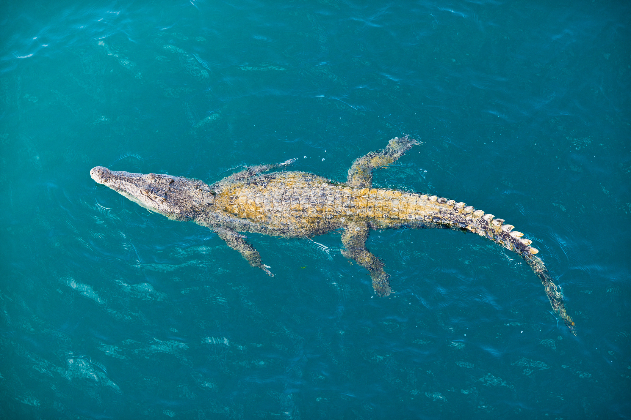 OVerhead shot of a crocodile