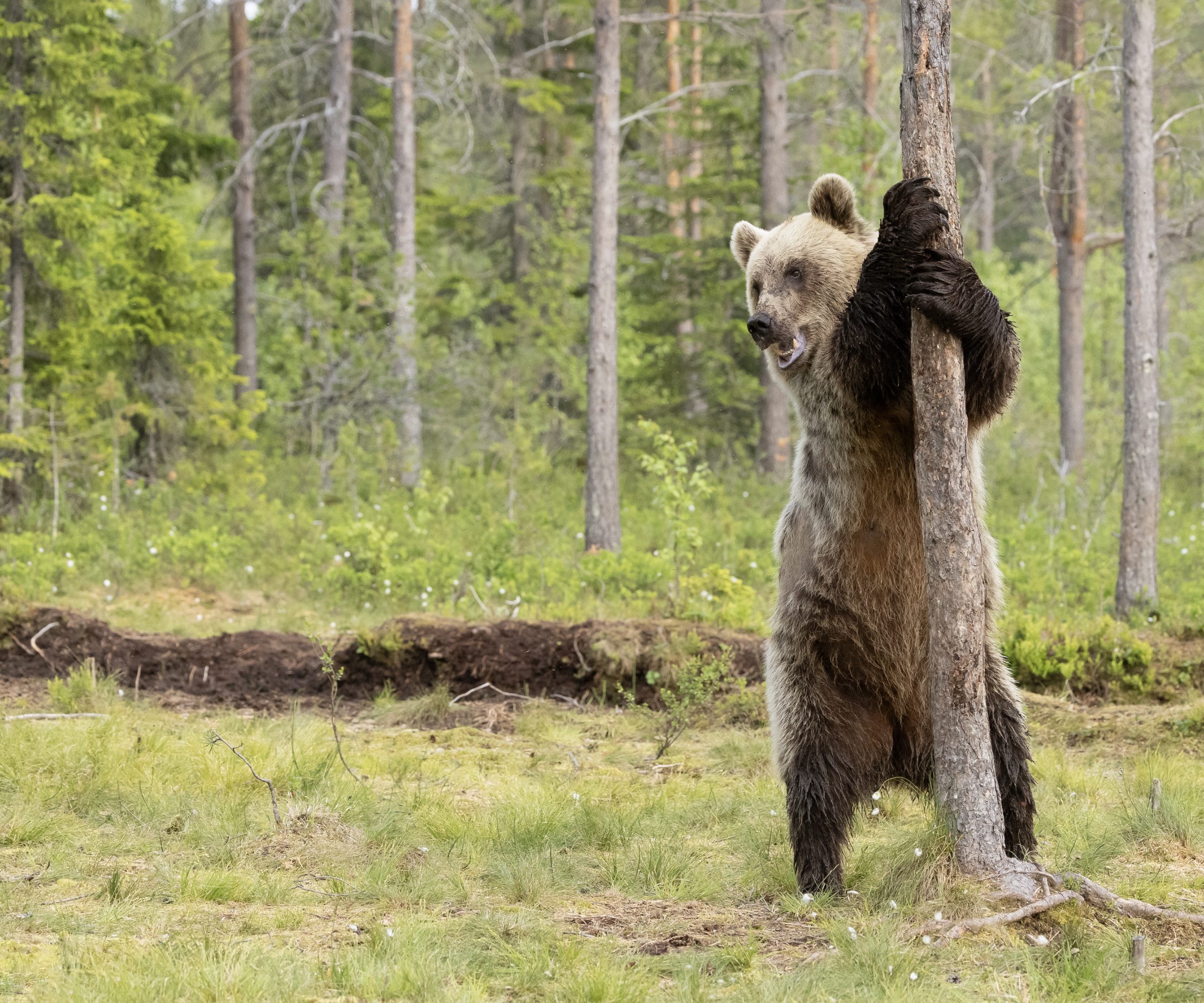 芬兰东部凯努地区的北方森林里，一只欧亚棕熊（Ursus arctos arctos）用后腿缠绕着树干站立。