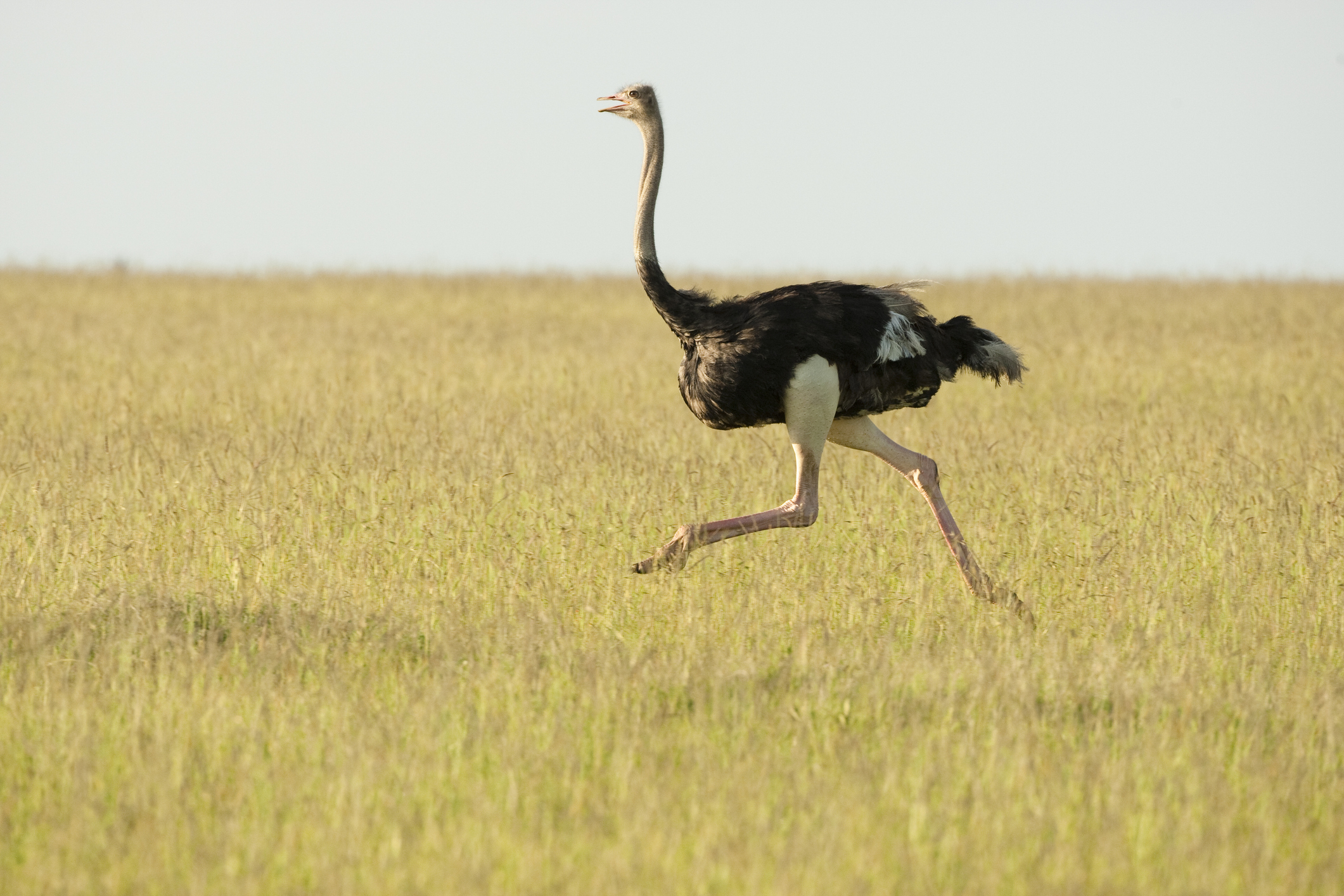Masai Ostrich, Struthio camelus, male running, Mara Triangle, Masai Mara Game Reserve, Kenya, Africa
