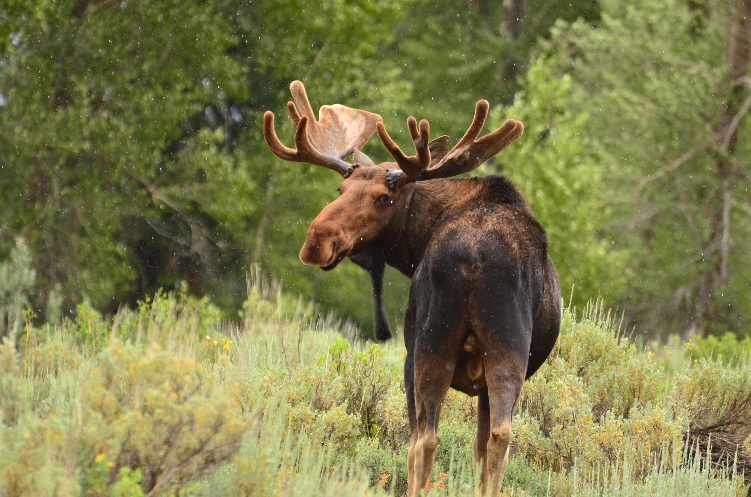 Bull moose in Jackson Hole Wyoming USA turning around to face the camera
