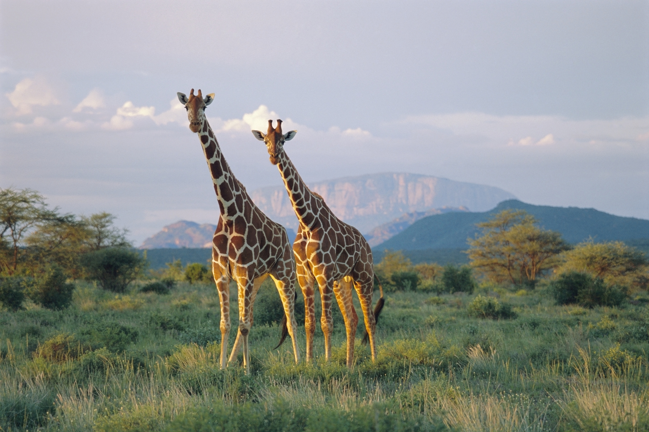 Pair of reticulated giraffes in Buffalo Springs National Reserve