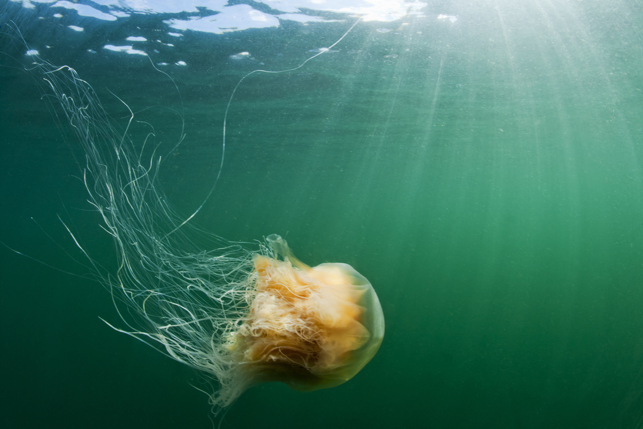 Underwater view of Lion's Mane Jellyfish (Cyanea capillata) in Freshwater Bay
