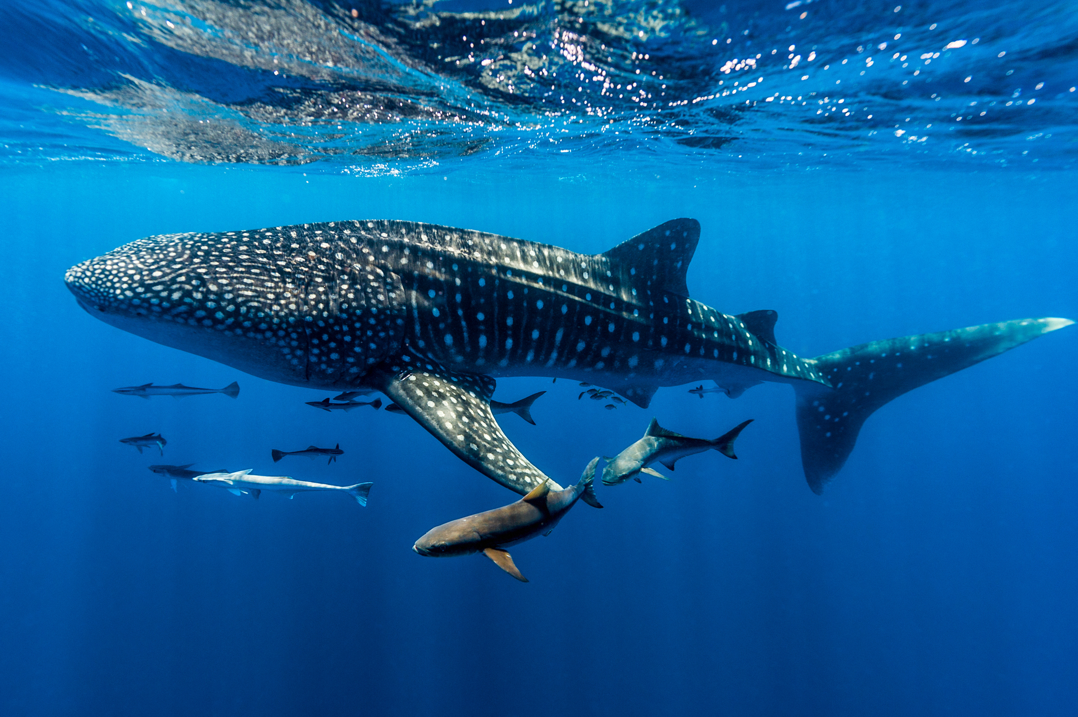 A school of suckerfish, Sharksuckers and Cobia follow a Whale Shark.