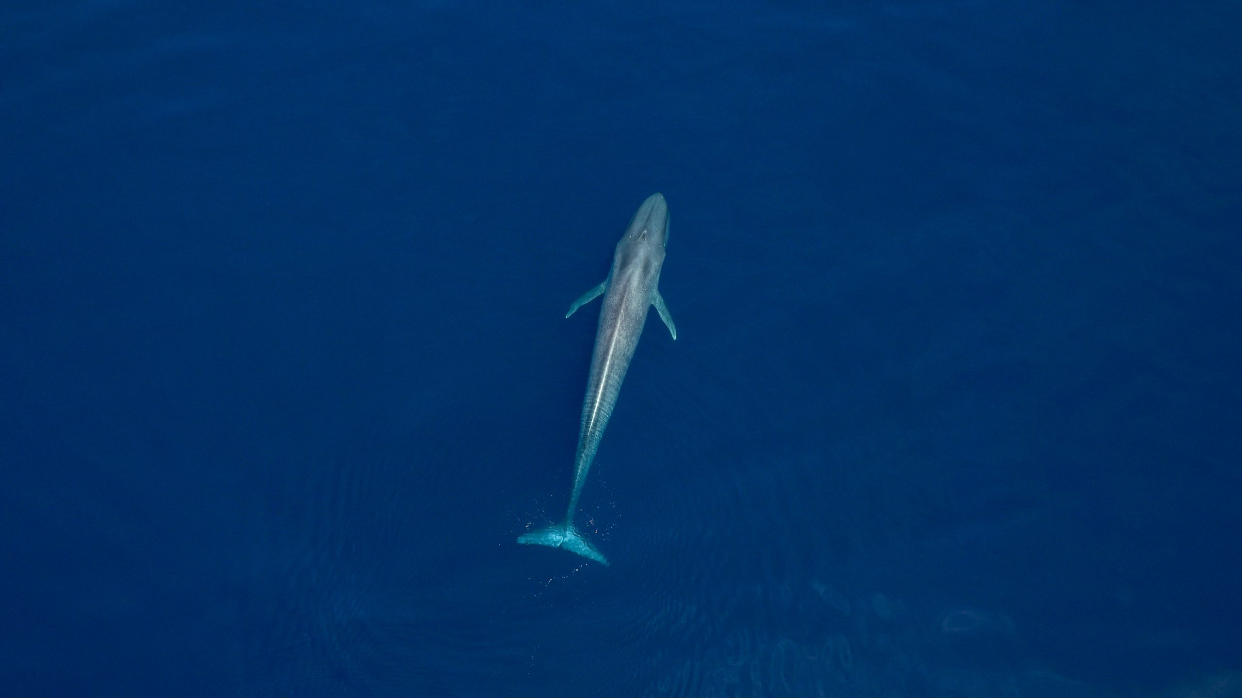 Aerial view of blue whale diving in perfect blue ocean