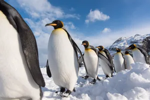 _5014474 King Penguin
