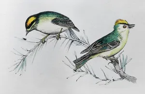 Common firecrest (Regulus ignicapilla) and Goldcrest (Regulus regulus) - vintage color illustration Vintage color illustration - Common firecrest (Regulus ignicapilla) and Goldcrest (Regulus regulus)