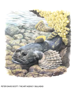 Bullhead fish Bullhead fish illustration
