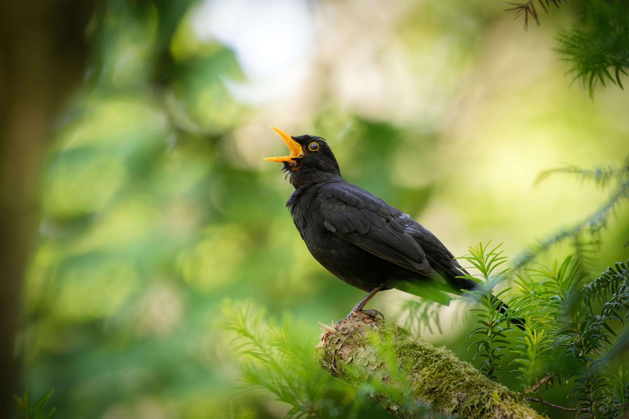 Blackbird