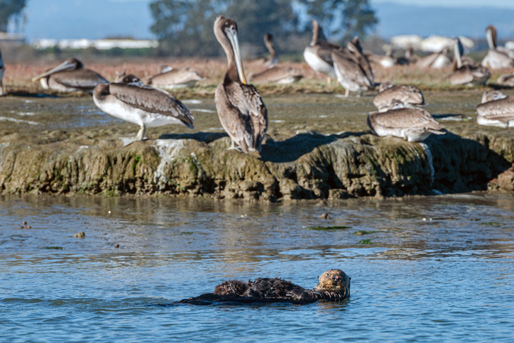 Otter mother and pup in Elkhorn Slough