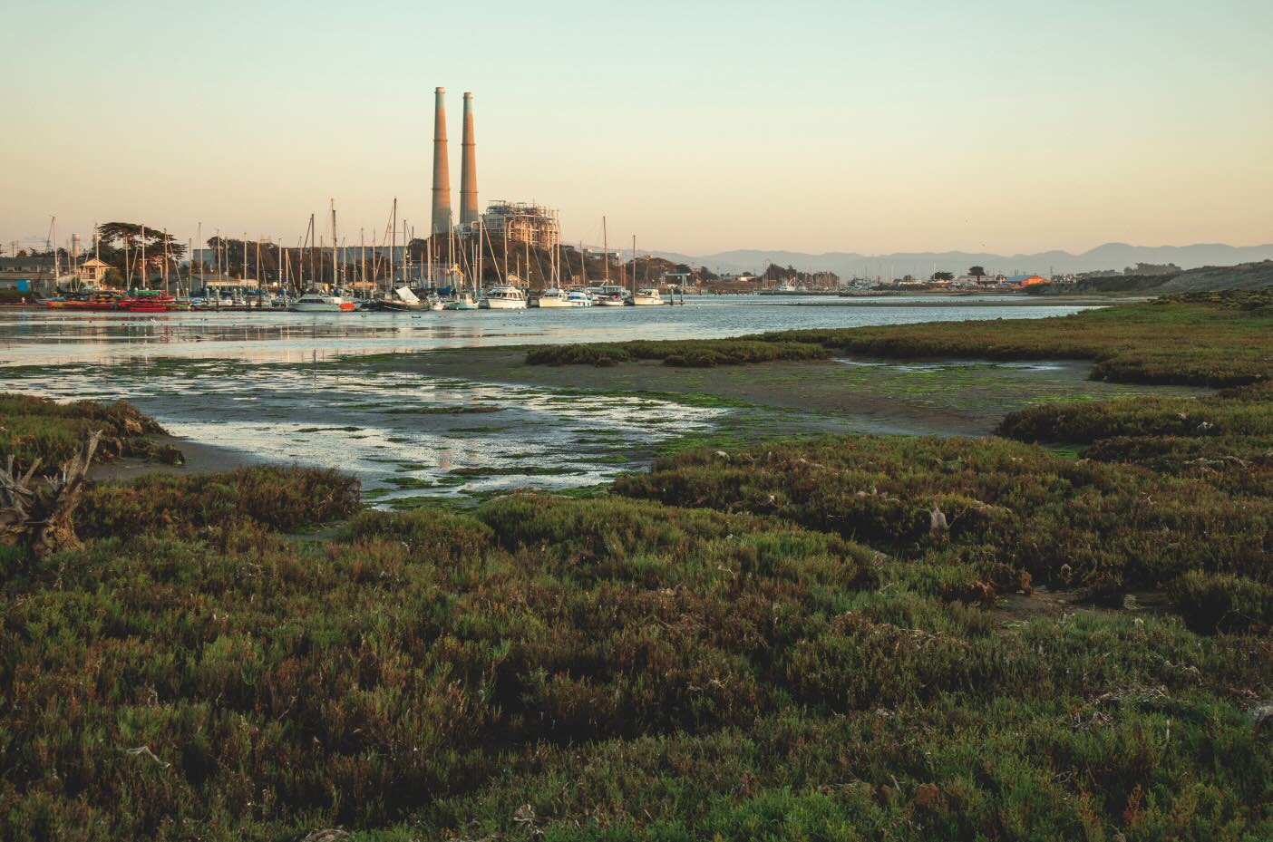 Elkhorn Slough wetland
