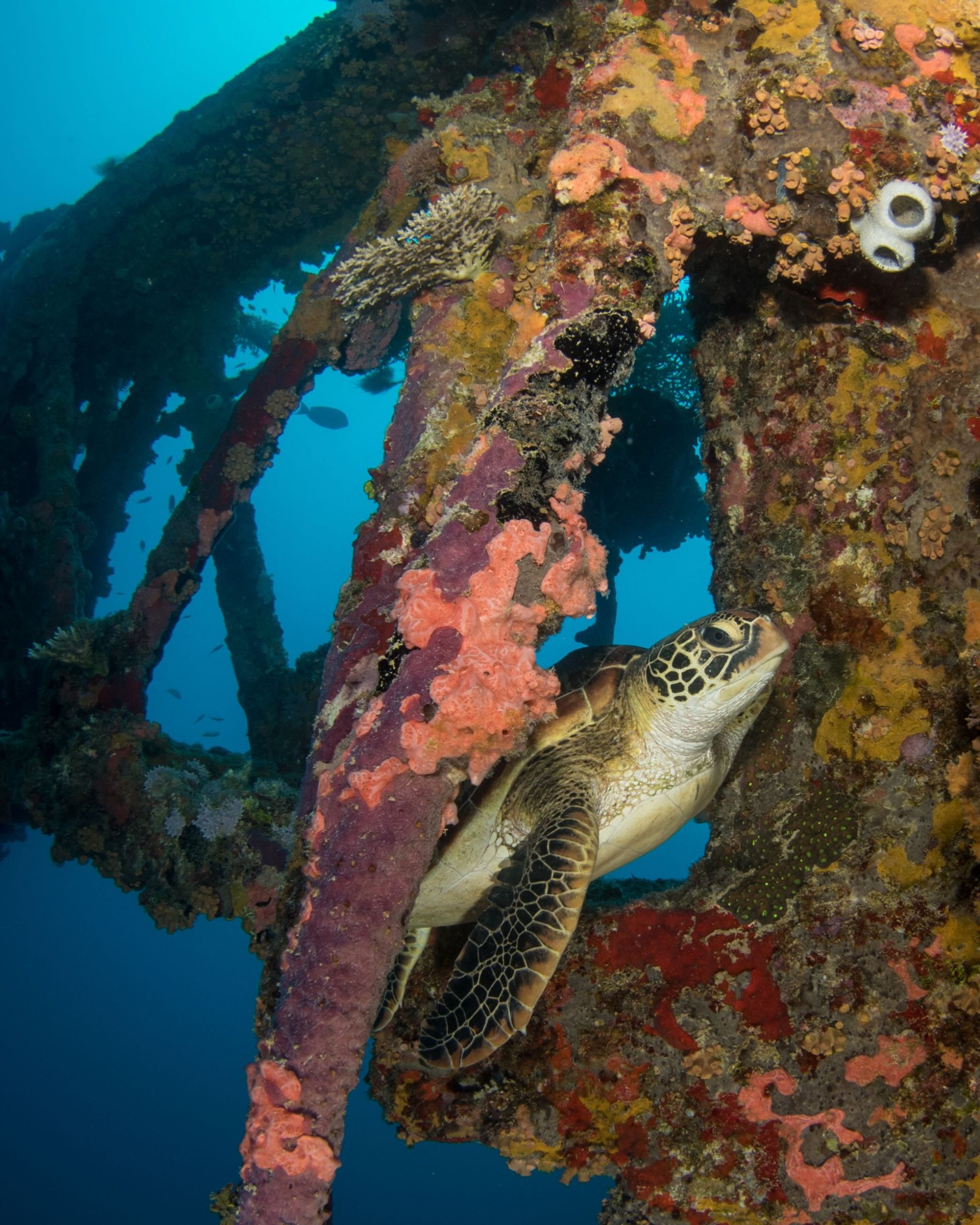 Green sea turtle on WWII wreck