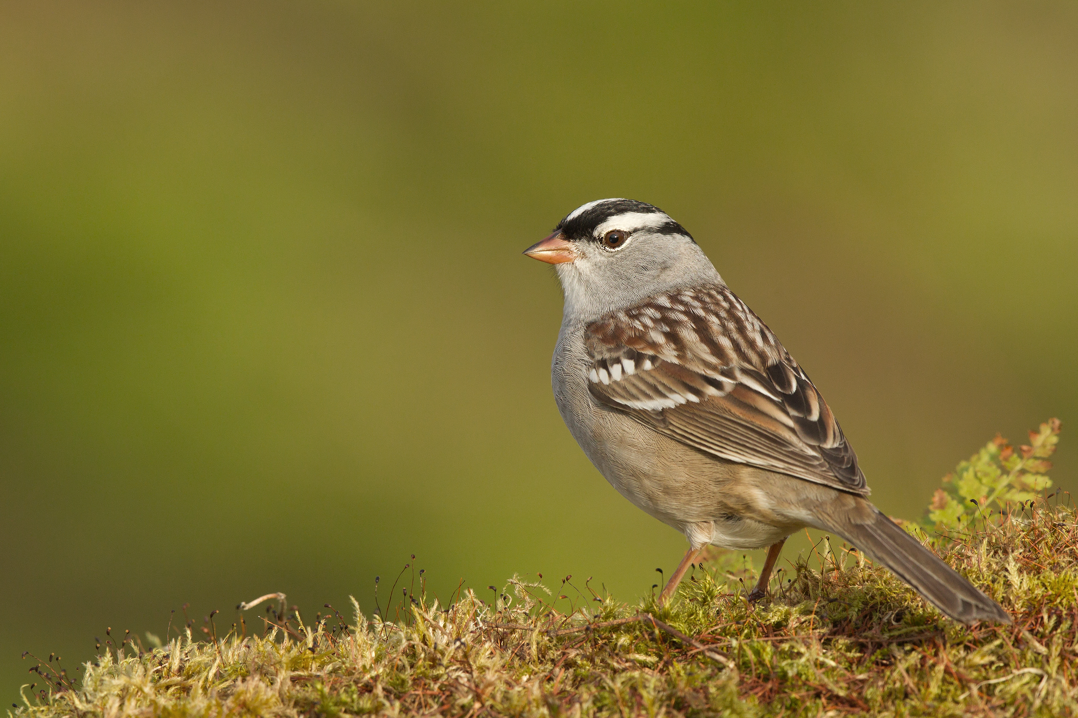 White crowned sparrow (Zonotrichia leucophrys) perching on moss in Quebec, Canada White crowned sparrow (Zonotrichia leucophrys) perching on moss in Quebec, Canada