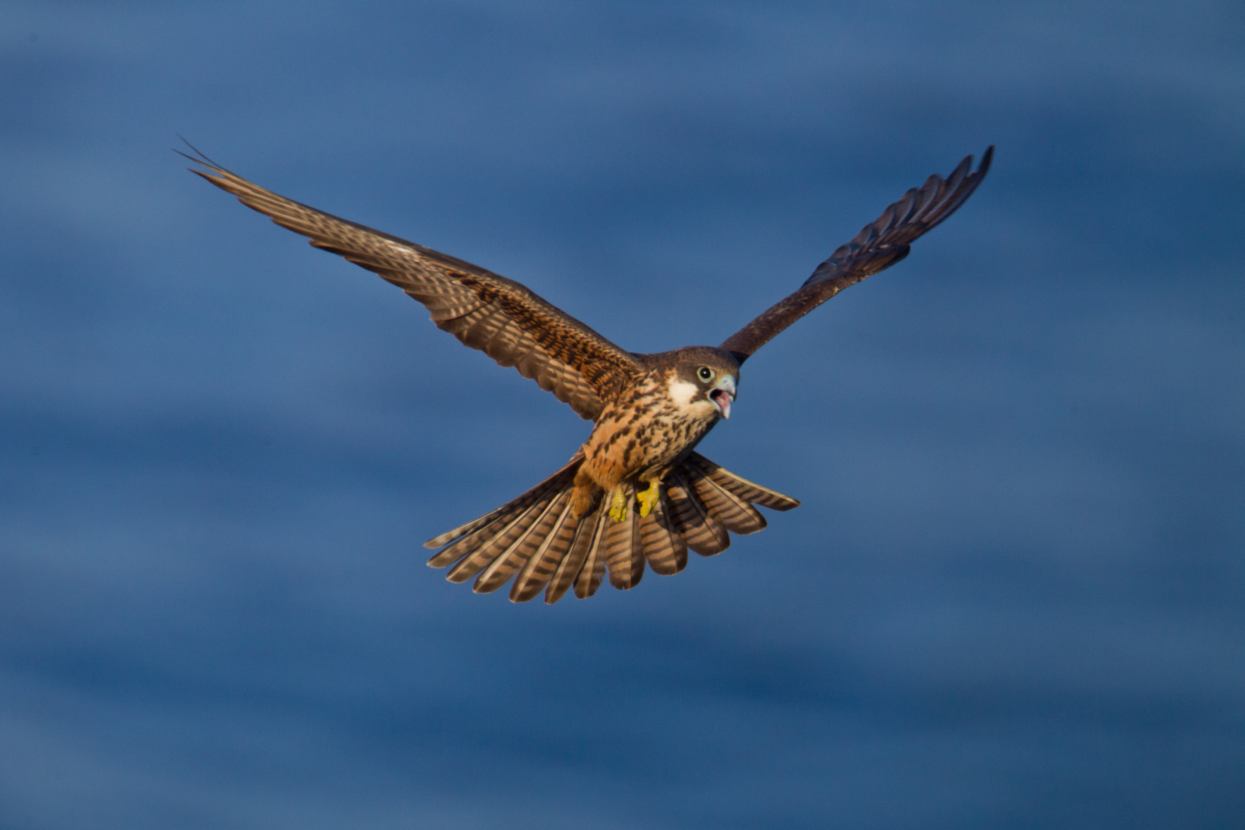 Eleonora's falcon (Falco eleonorae) in flight Eleonora's falcon (Falco eleonorae) in flight