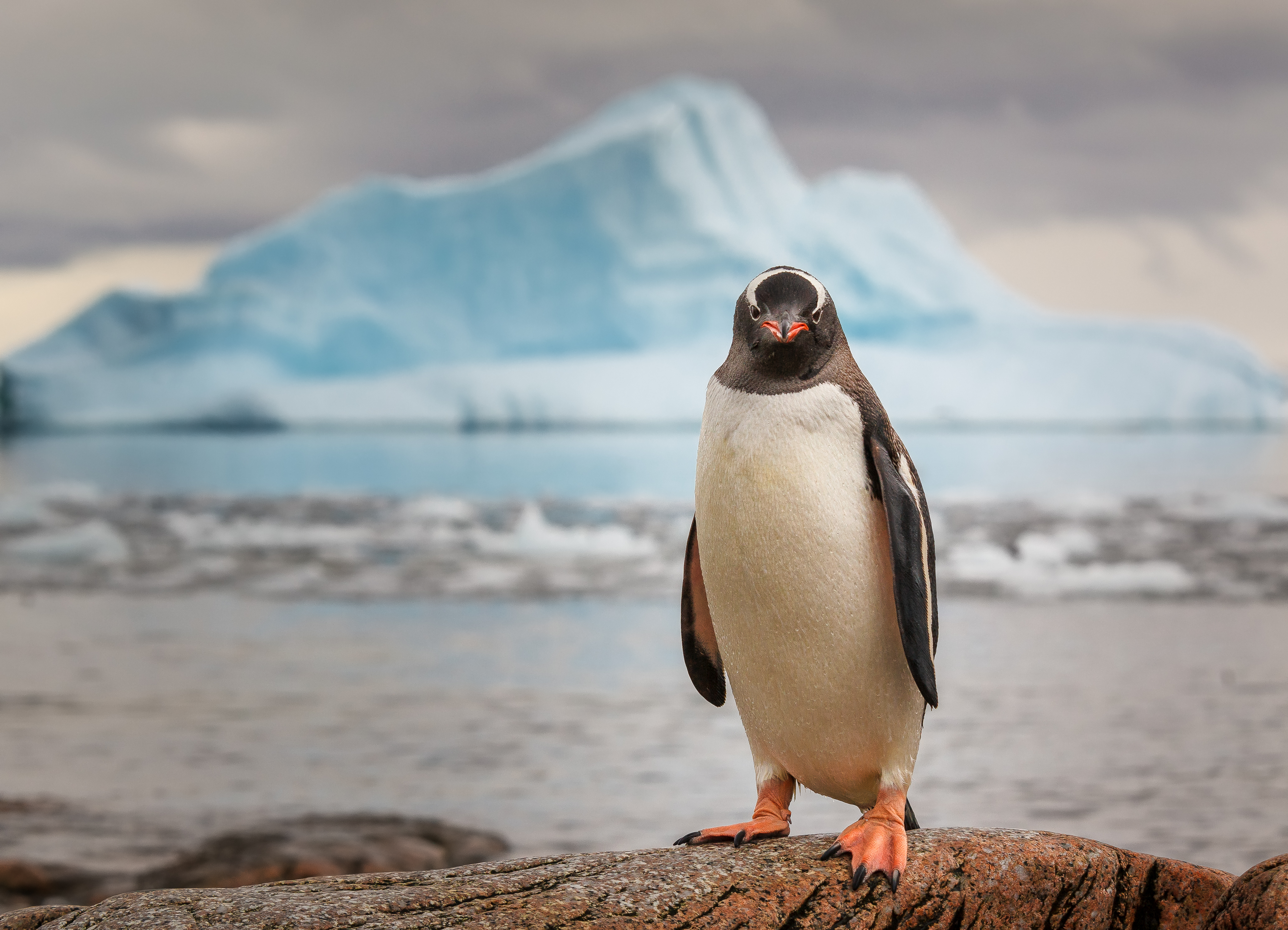 A gentoo penguin in front of an iceberg. A gentoo penguin in front of an iceberg.