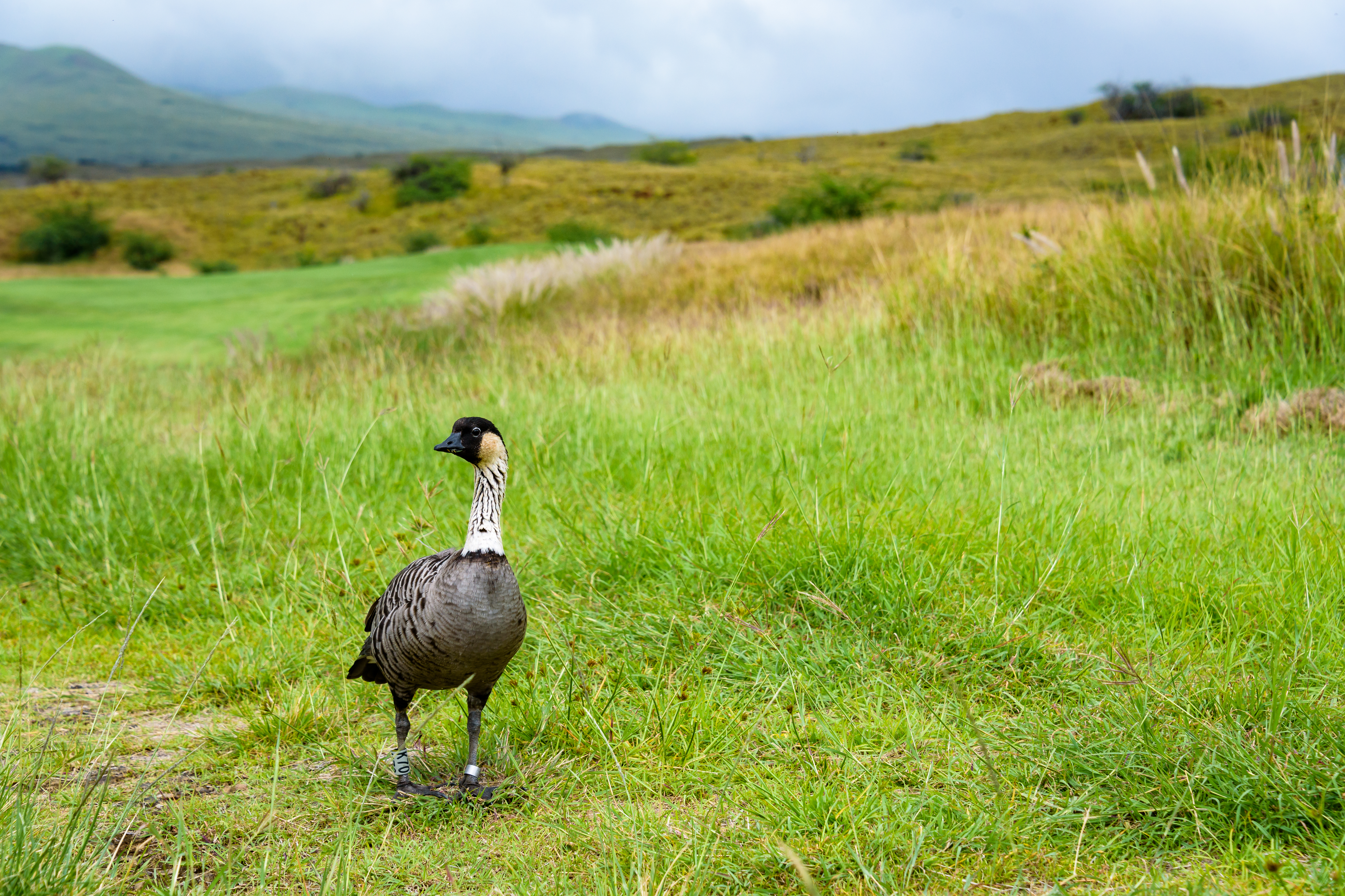 Portrait of a Nene aka Hawaiian goose, in a grassy Hawaiian landscape with a stormy sky in the background Portrait of a Nene aka Hawaiian goose, in a grassy Hawaiian landscape with a stormy sky in the background