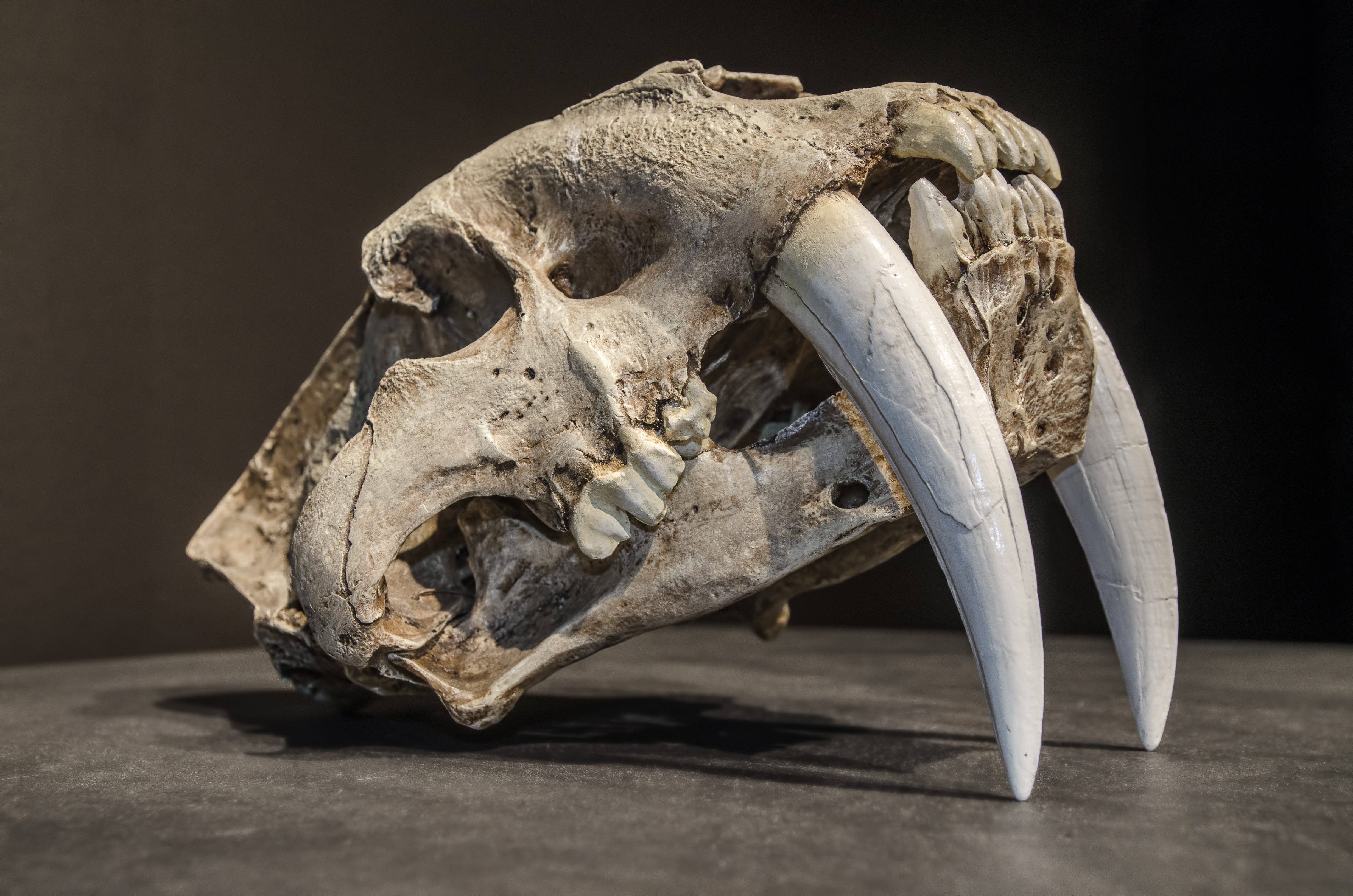 Saber tooth tiger skull Saber tooth tiger skull