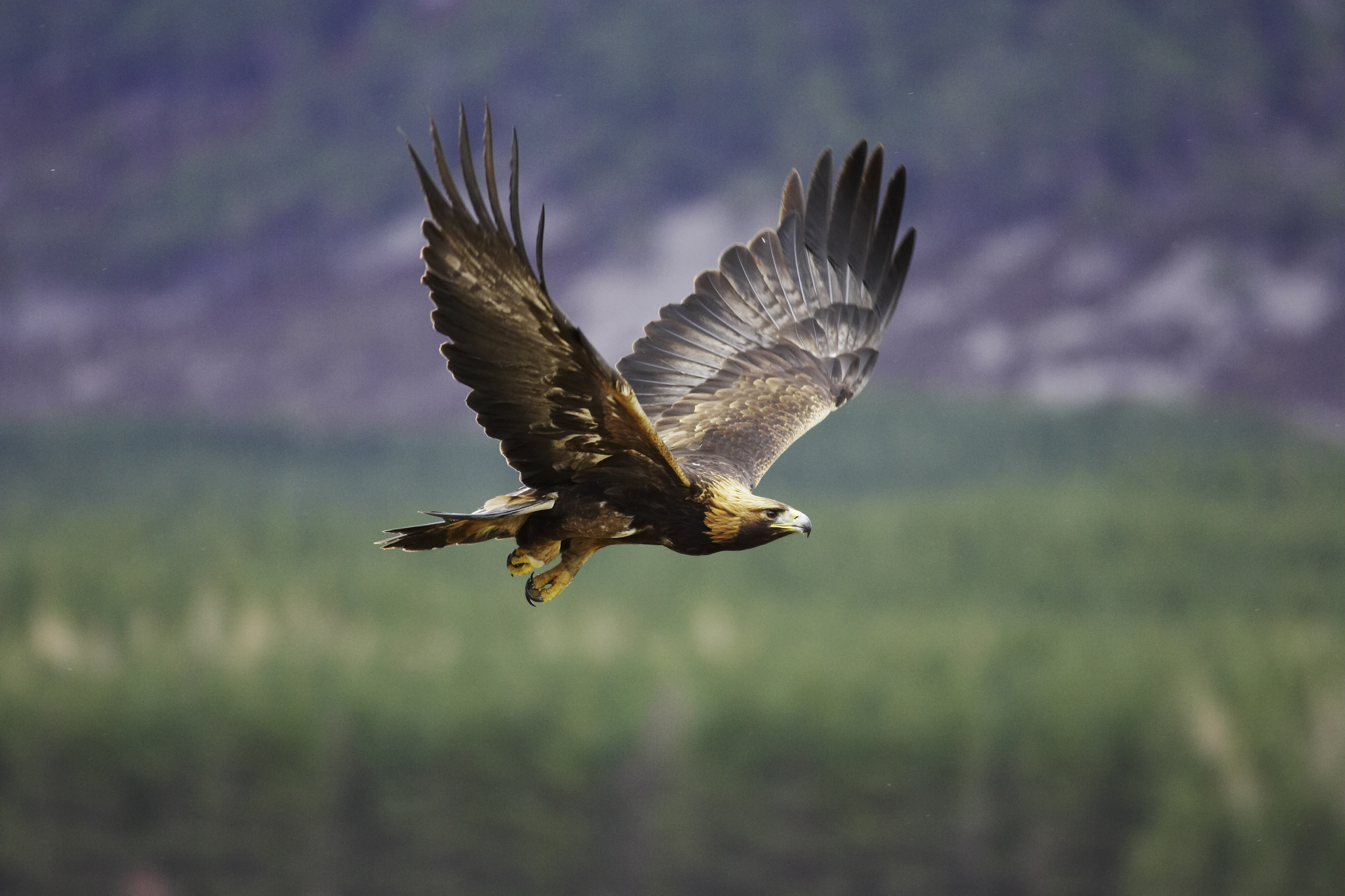 Adult golden eagle (Aquila chrysaetos) in flight Adult golden eagle (Aquila chrysaetos) in flight.