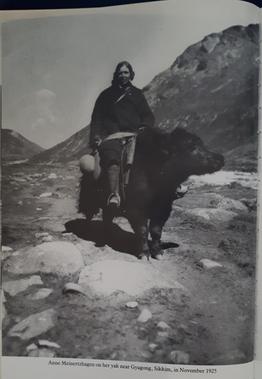 Annie Meinertzhagen riding a yak Annie Meinertzhagen riding a yak