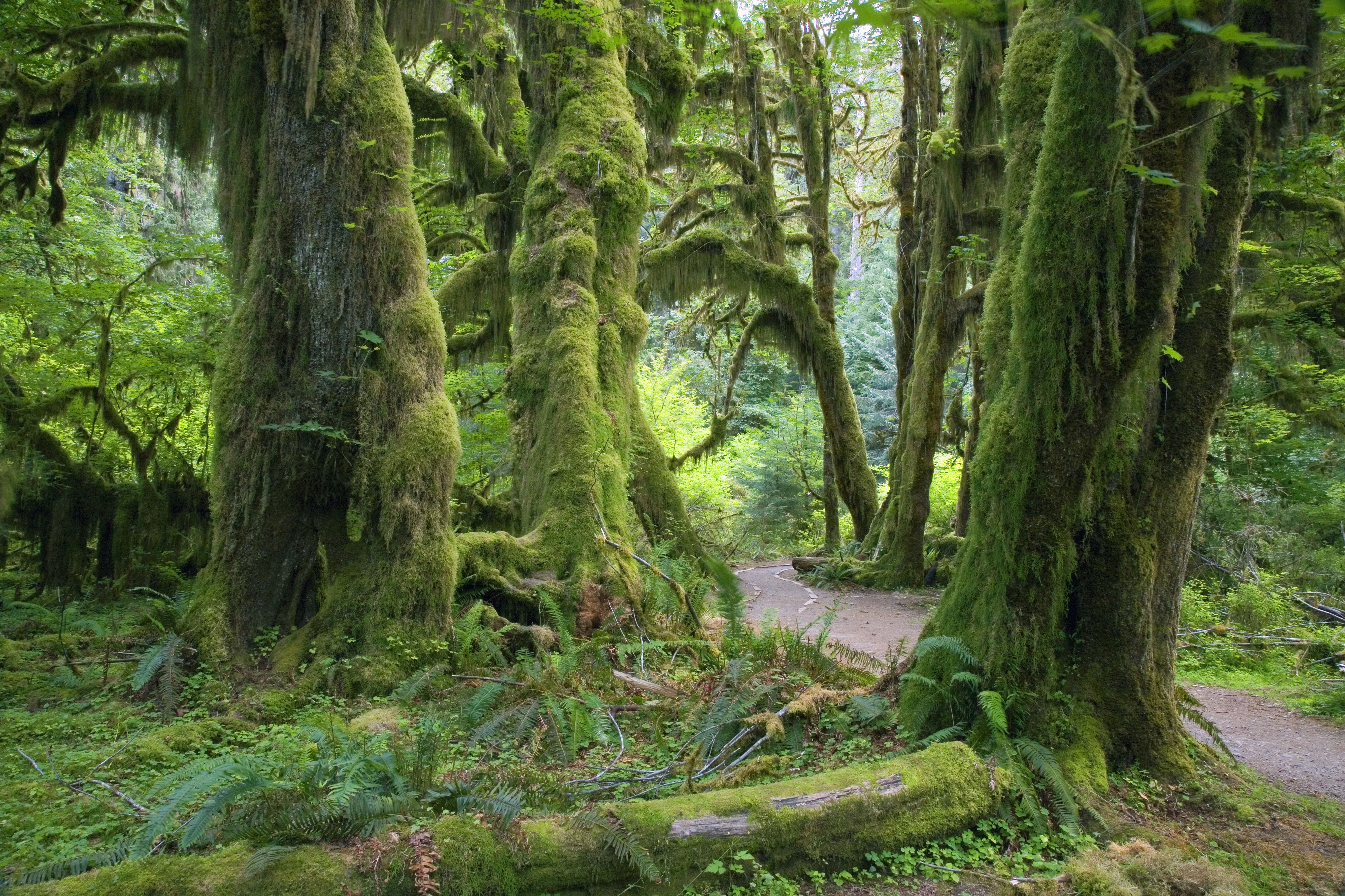 Moss-covered trees in Olympic National Park Moss-covered trees in Olympic National Park