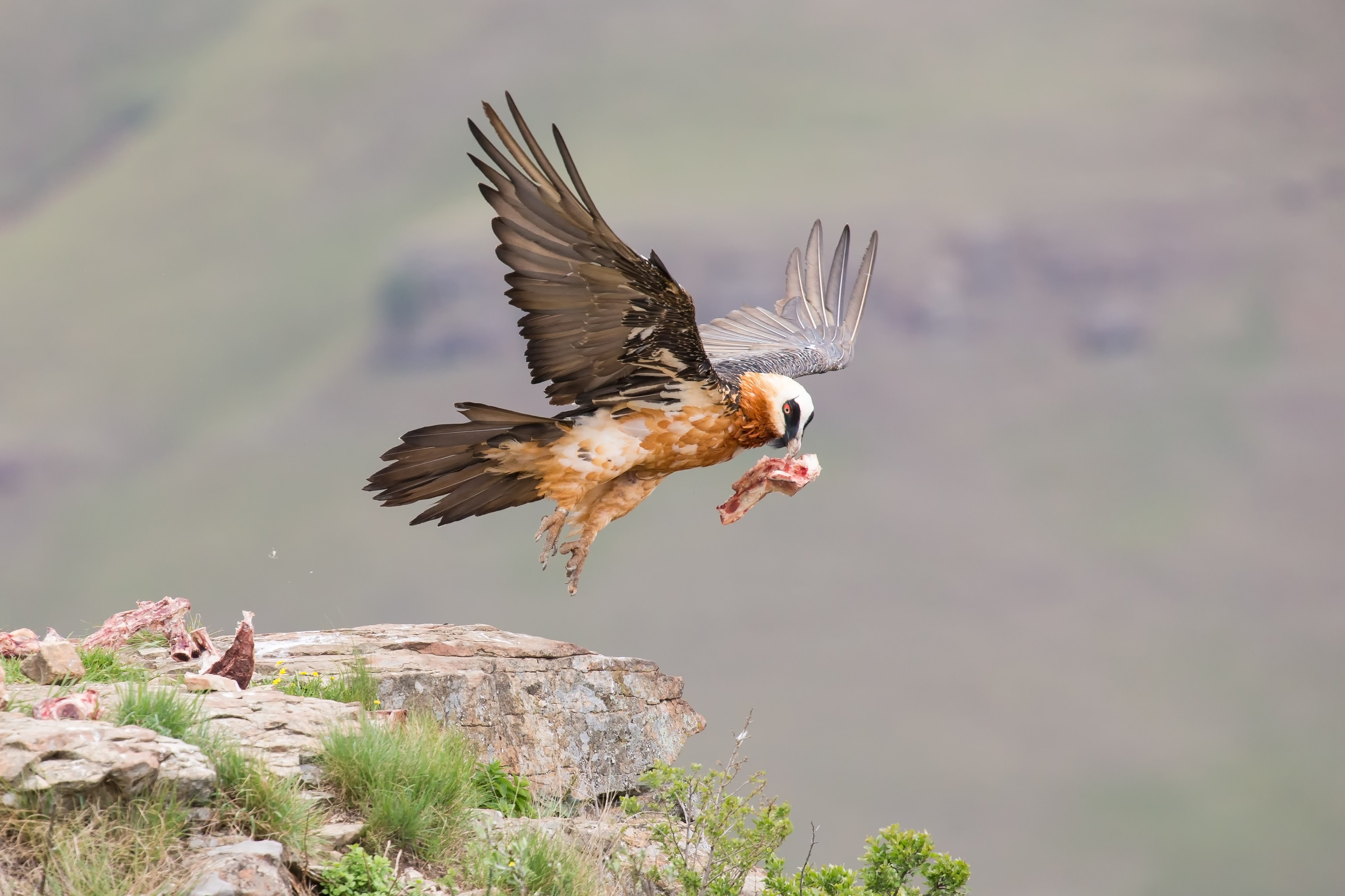 Adult lammergeier taking off with a chunk of bone and meat Adult lammergeier taking off with a chunk of bone and meat