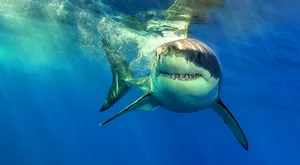 Great white shark. © Getty Great white shark. © Getty