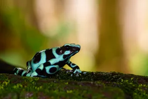 Green and Black Poison Dart Frog (Dendrobates auratus) Green and Black Poison Dart Frog (Dendrobates auratus) adult, sitting on moss, Costa Rica.