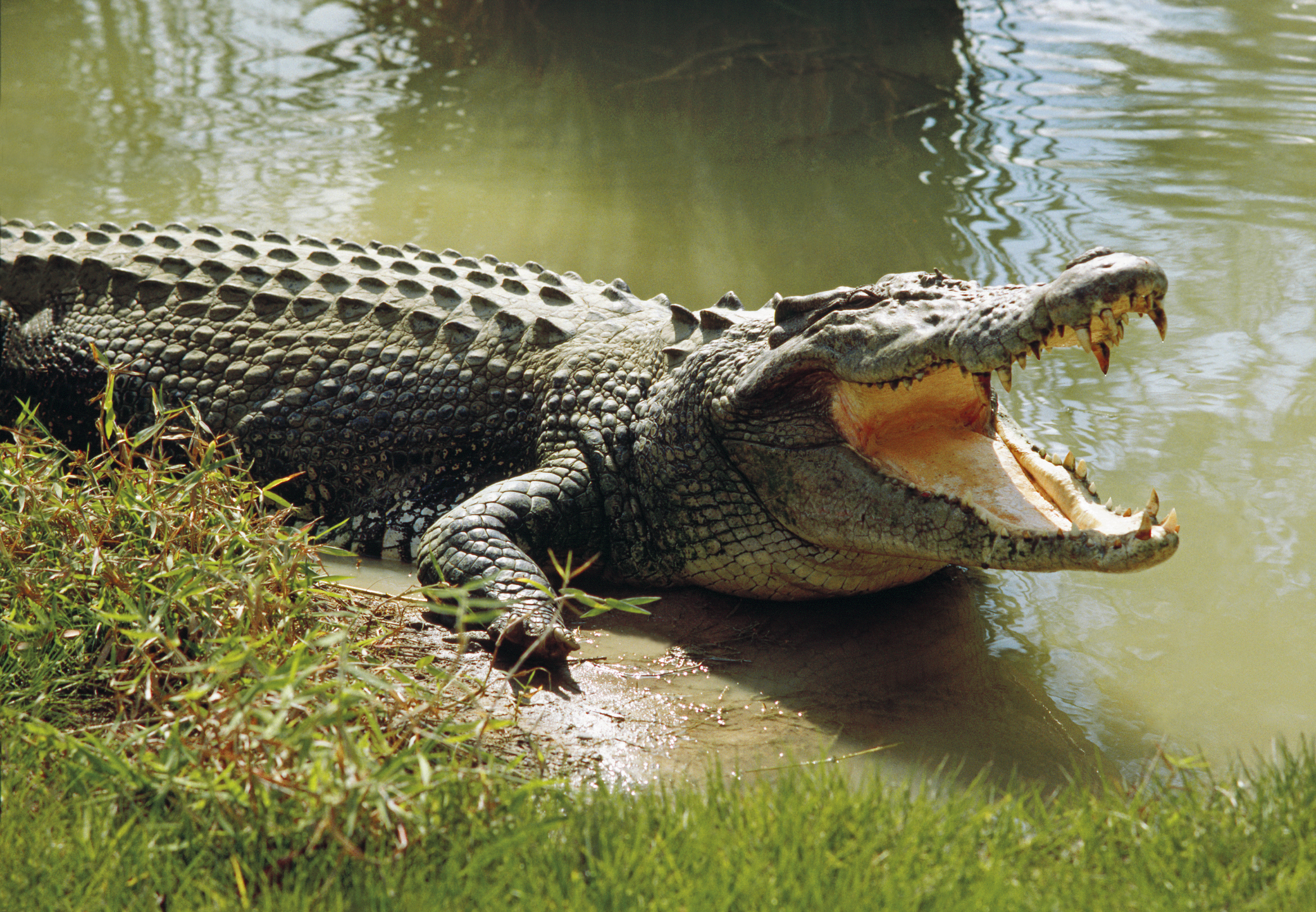Saltwater crocodile (Crocodylus porosus) world's largest living reptile, cooling himself with open mouth, Darwin, Northern Territory, Australia. Australian Scenics/Getty