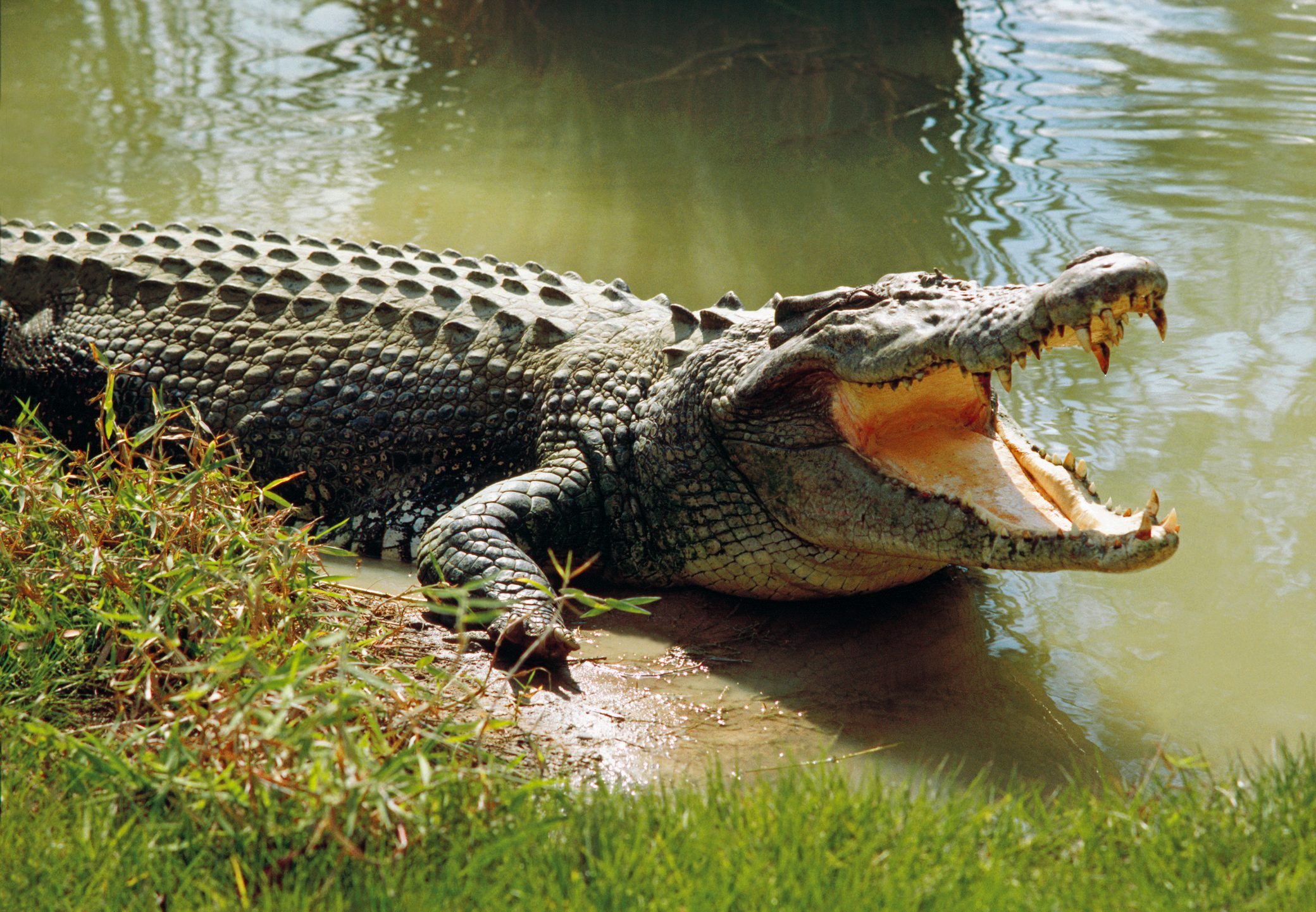 Saltwater crocodile (Crocodylus porosus) world's largest living reptile, cooling himself with open mouth, Darwin, Northern Territory, Australia. Australian Scenics/Getty