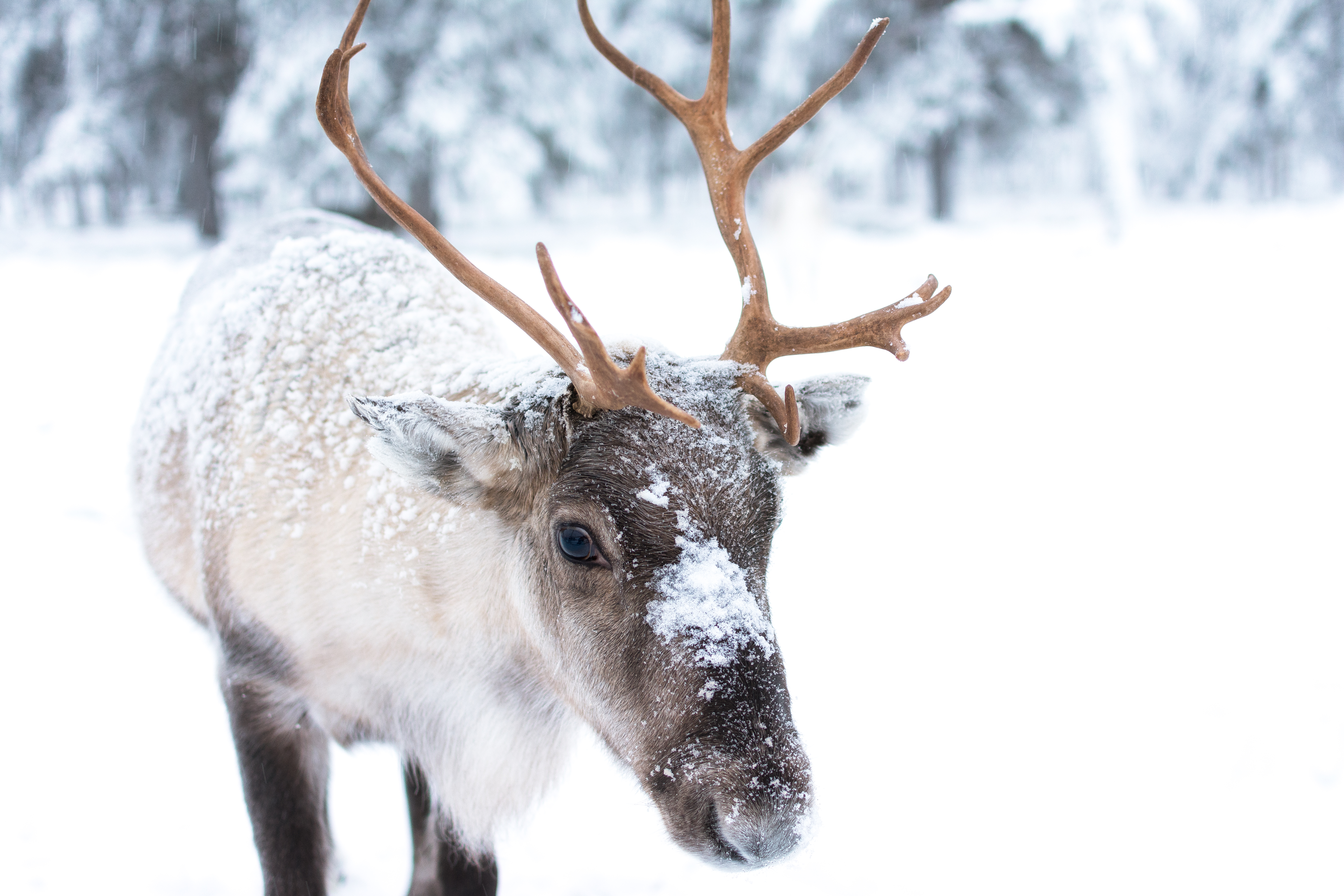 Reindeer © Jellis V / Getty