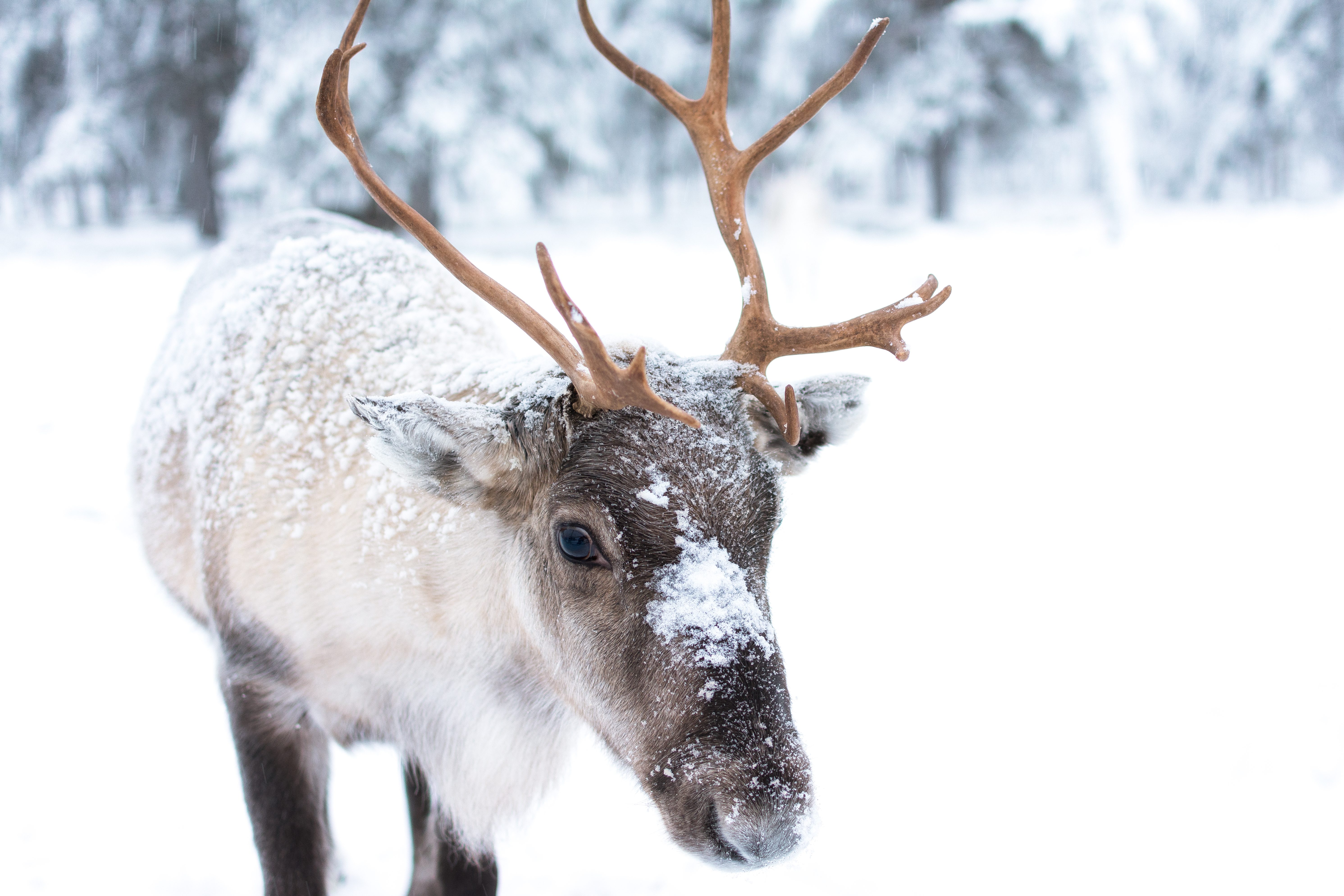 Reindeer © Jellis V / Getty