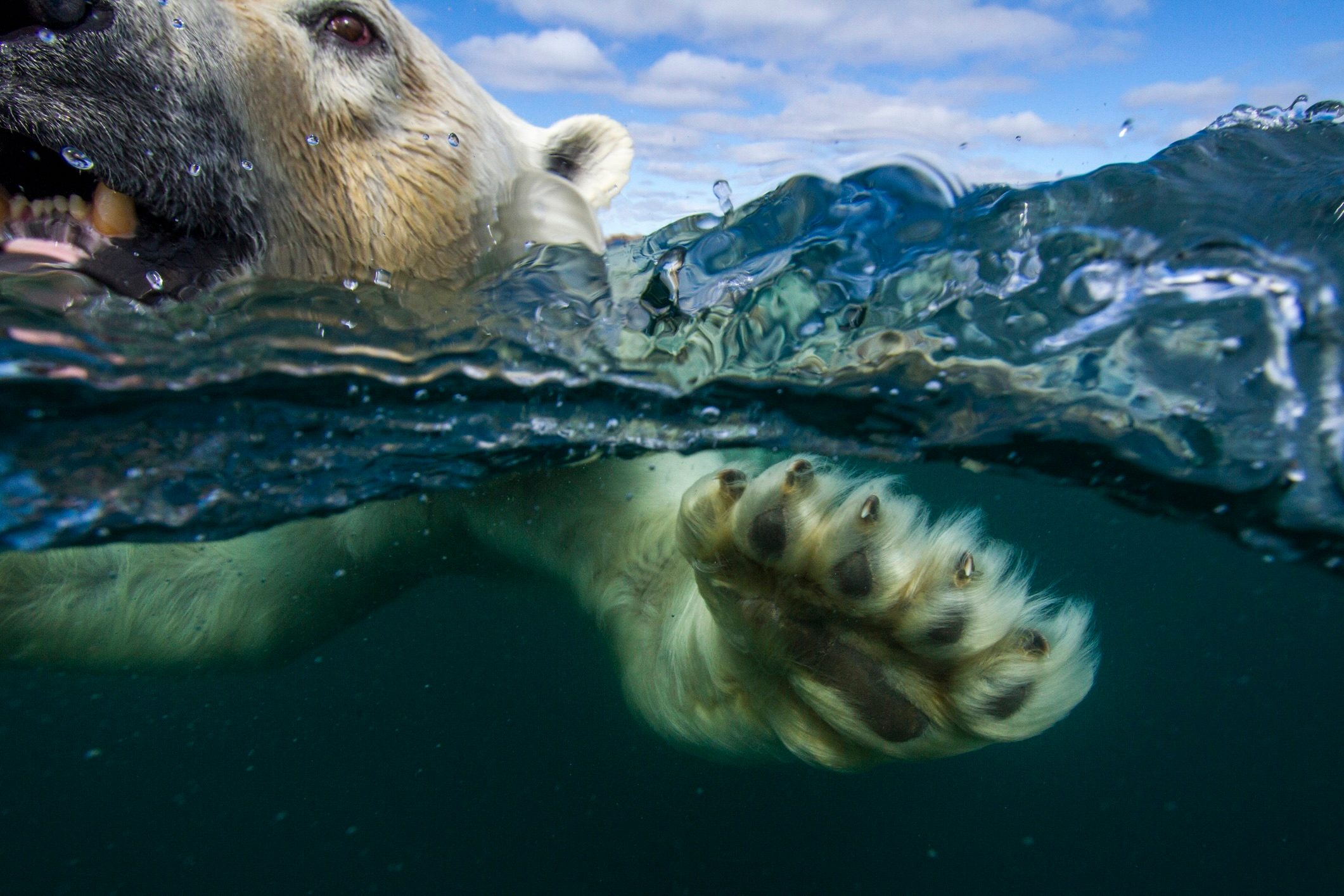 Polar bear, Hudson Bay, Nunavut, Canada