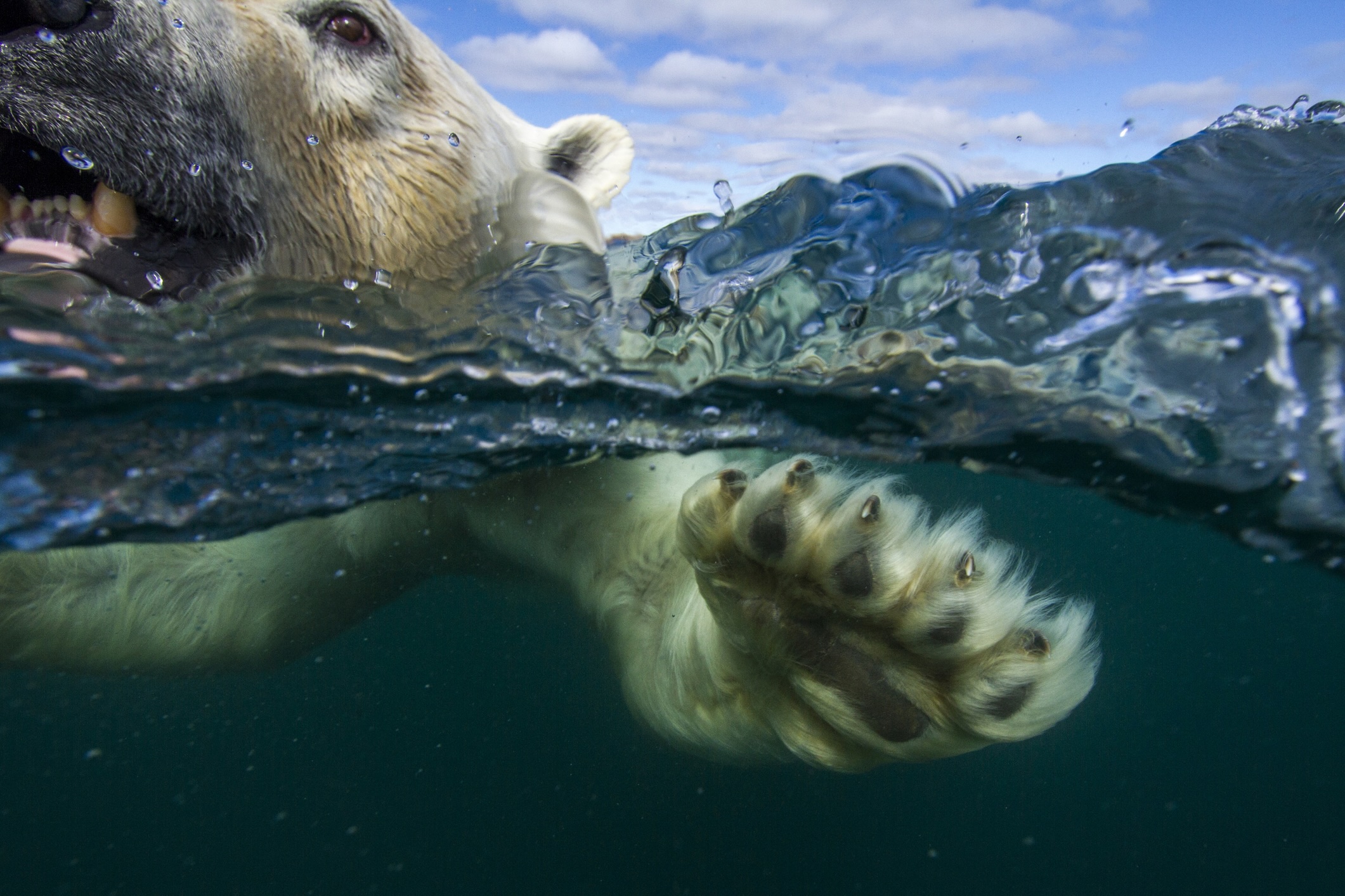 Polar bear, Hudson Bay, Nunavut, Canada