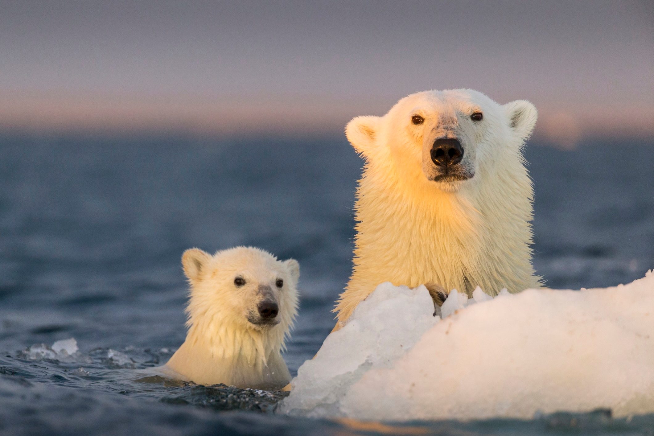 Polar bear and cub