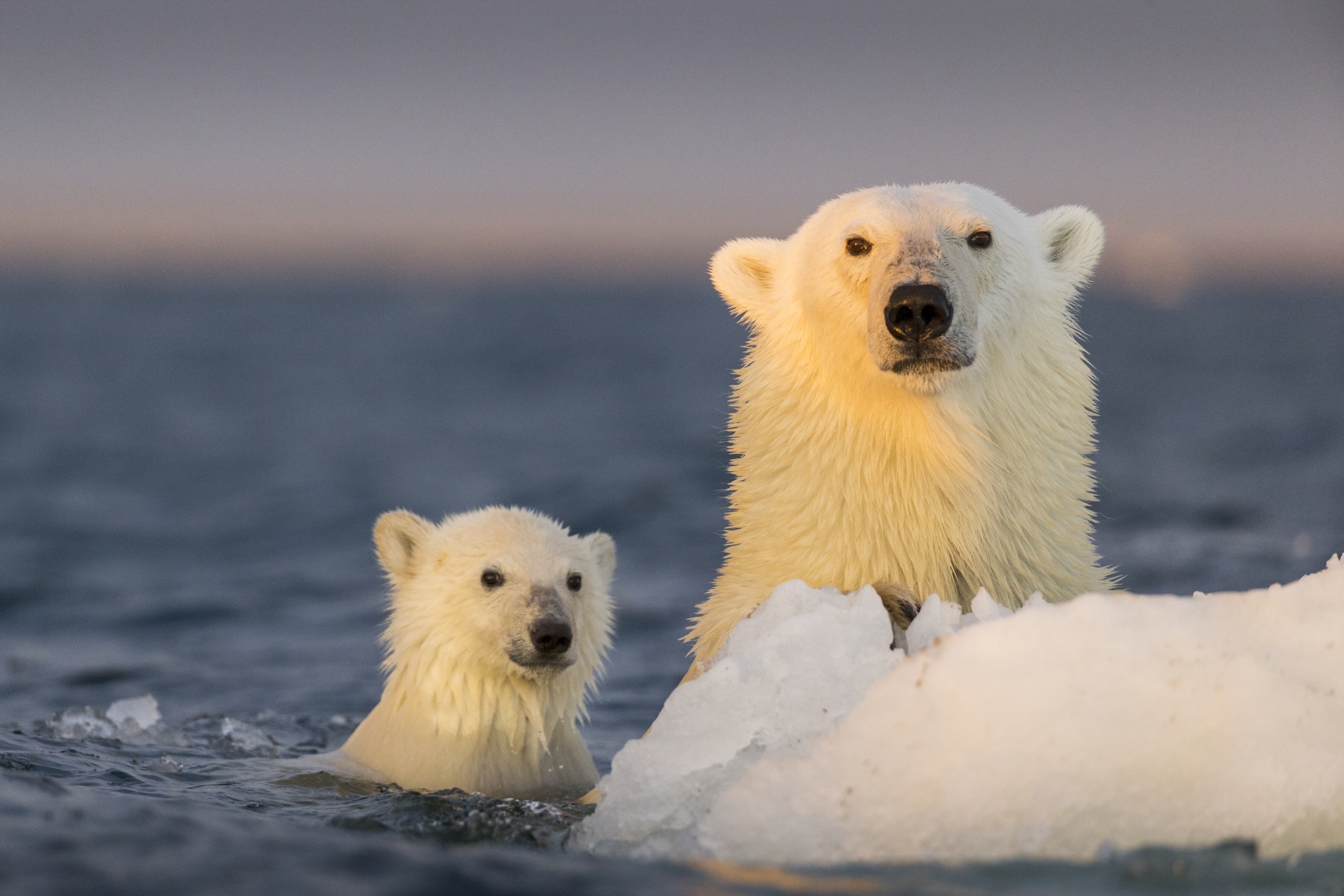 Polar bear and cub