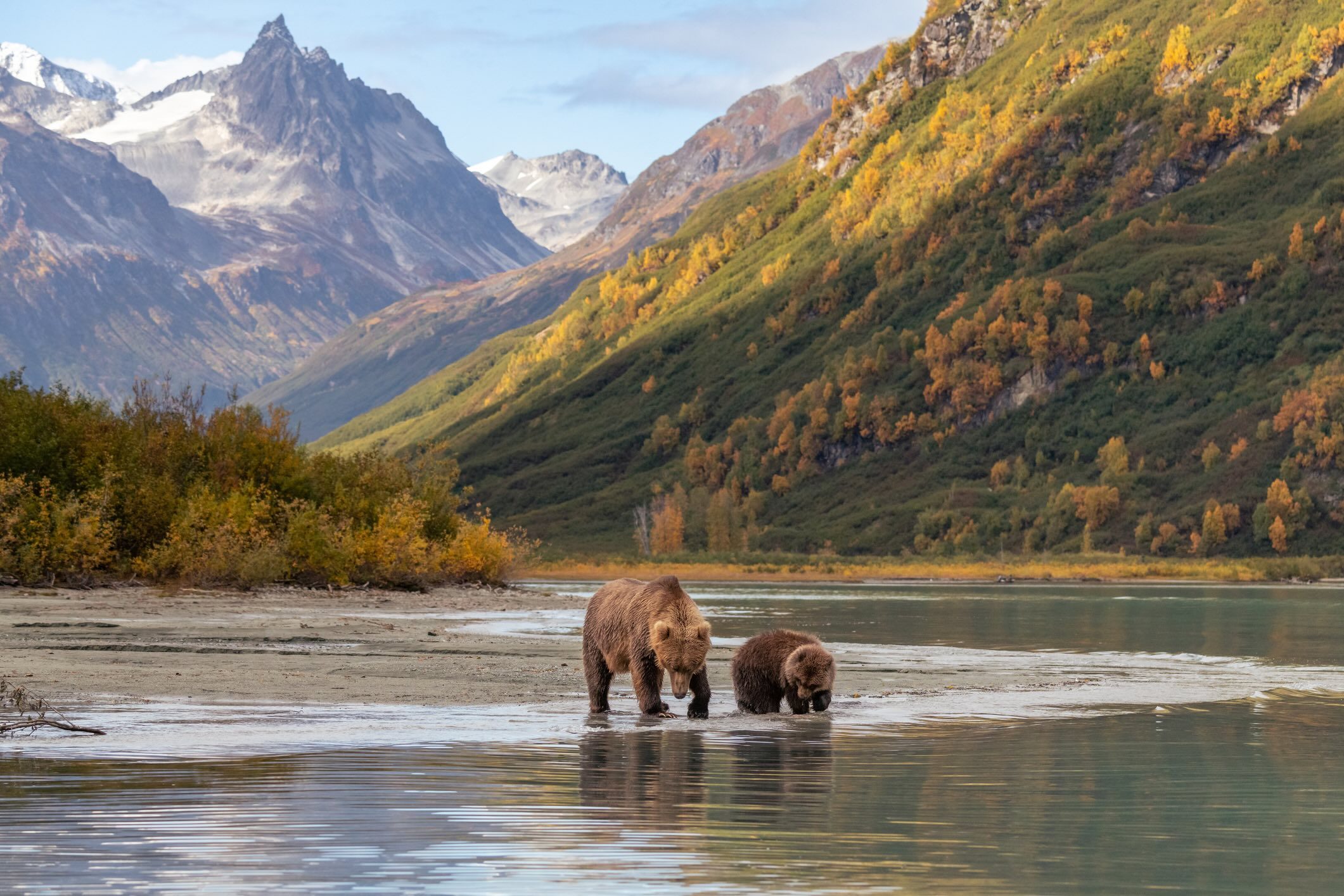 Brown bears in Alaska
