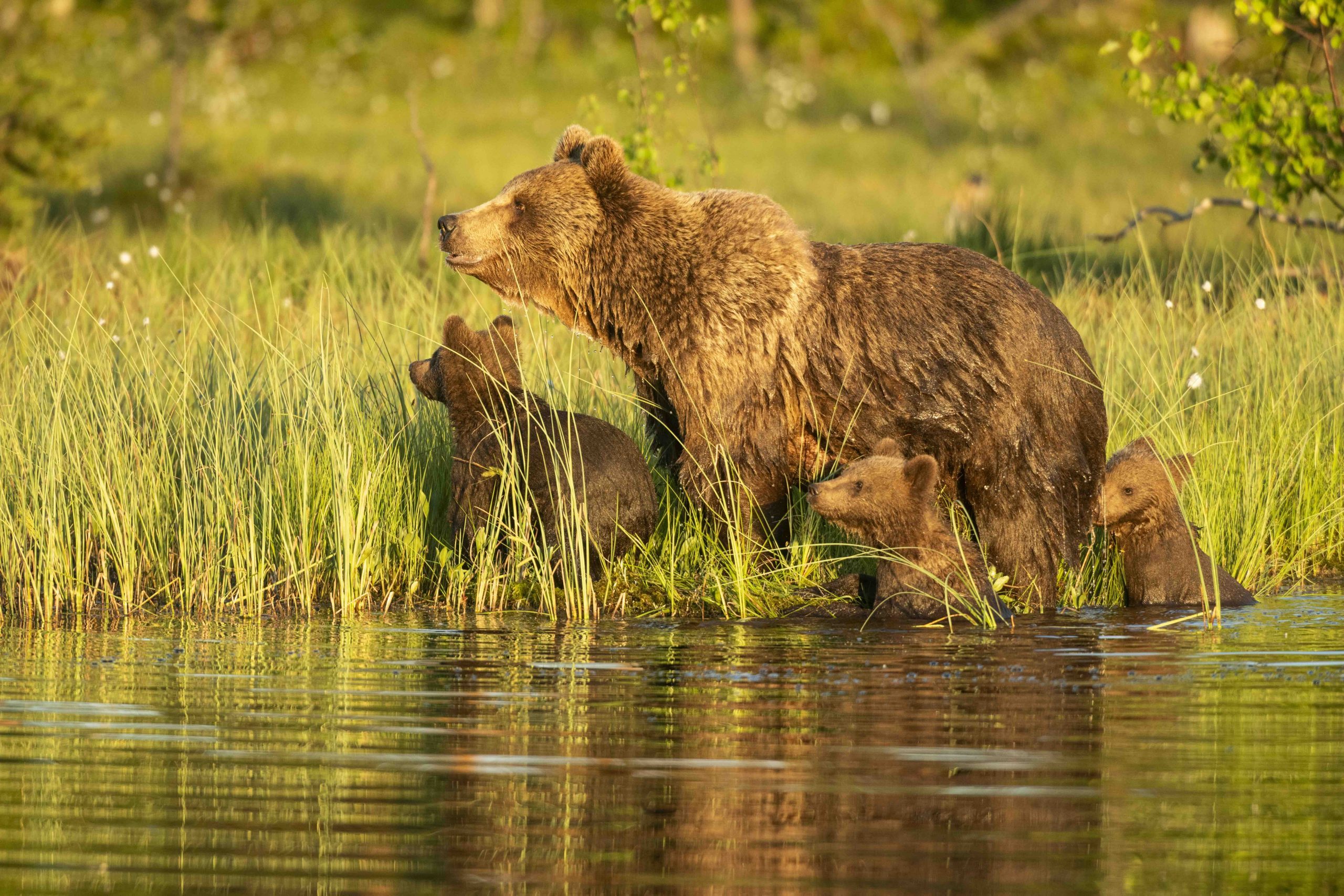Eurasian brown bears in Finland
