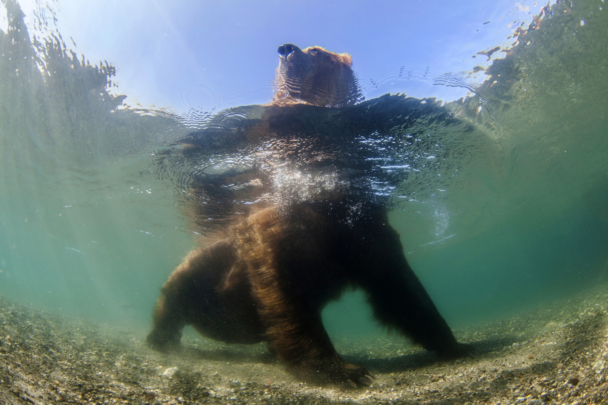 Kamchatka brown bear