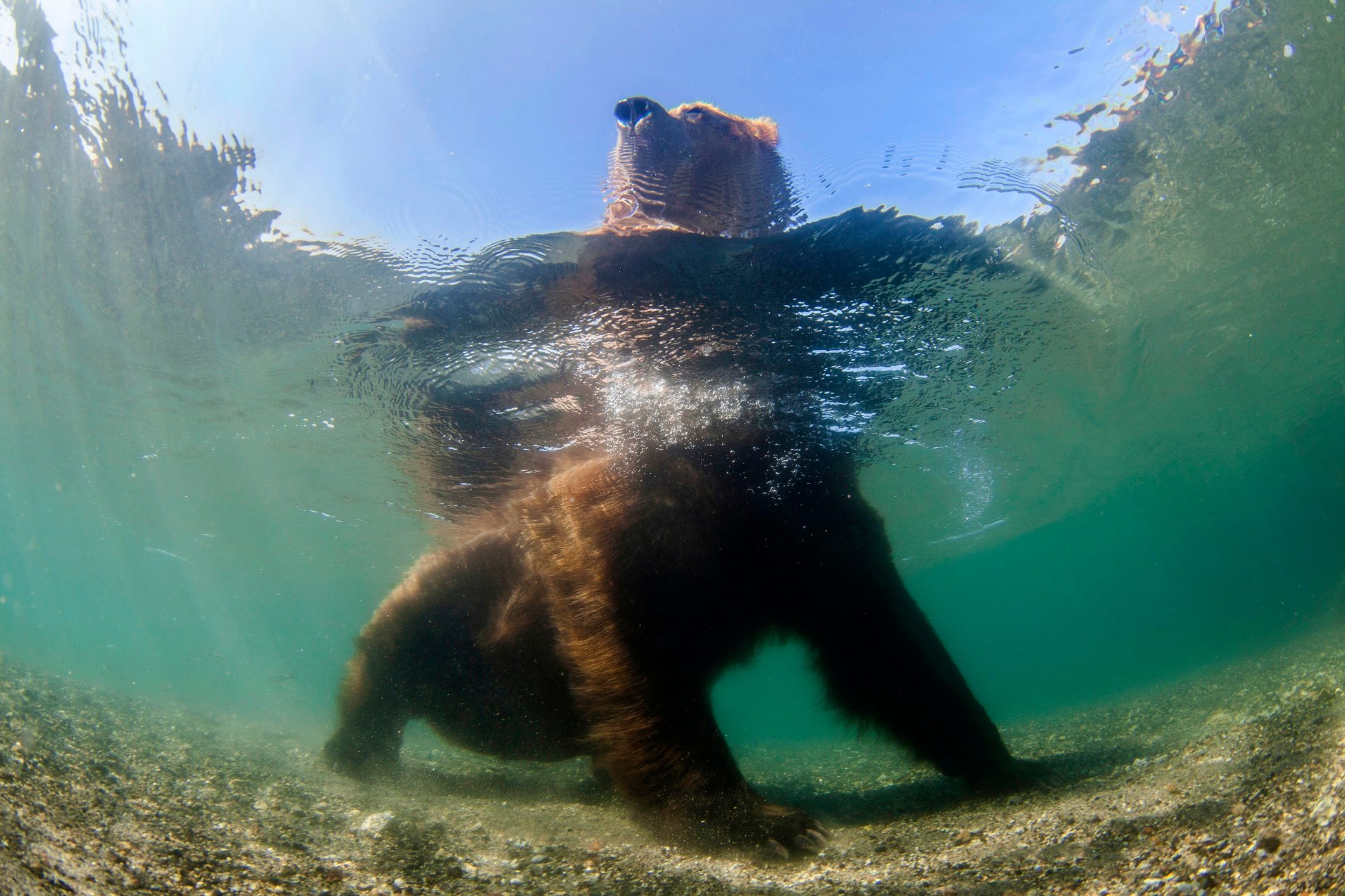 Kamchatka brown bear