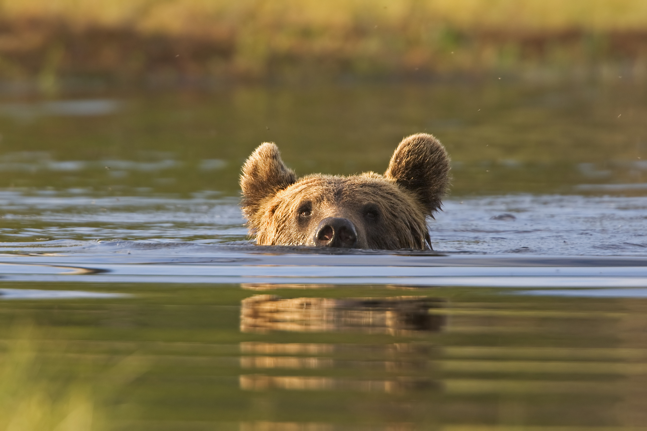 Brown bear swimming in a lake. North East Finland.