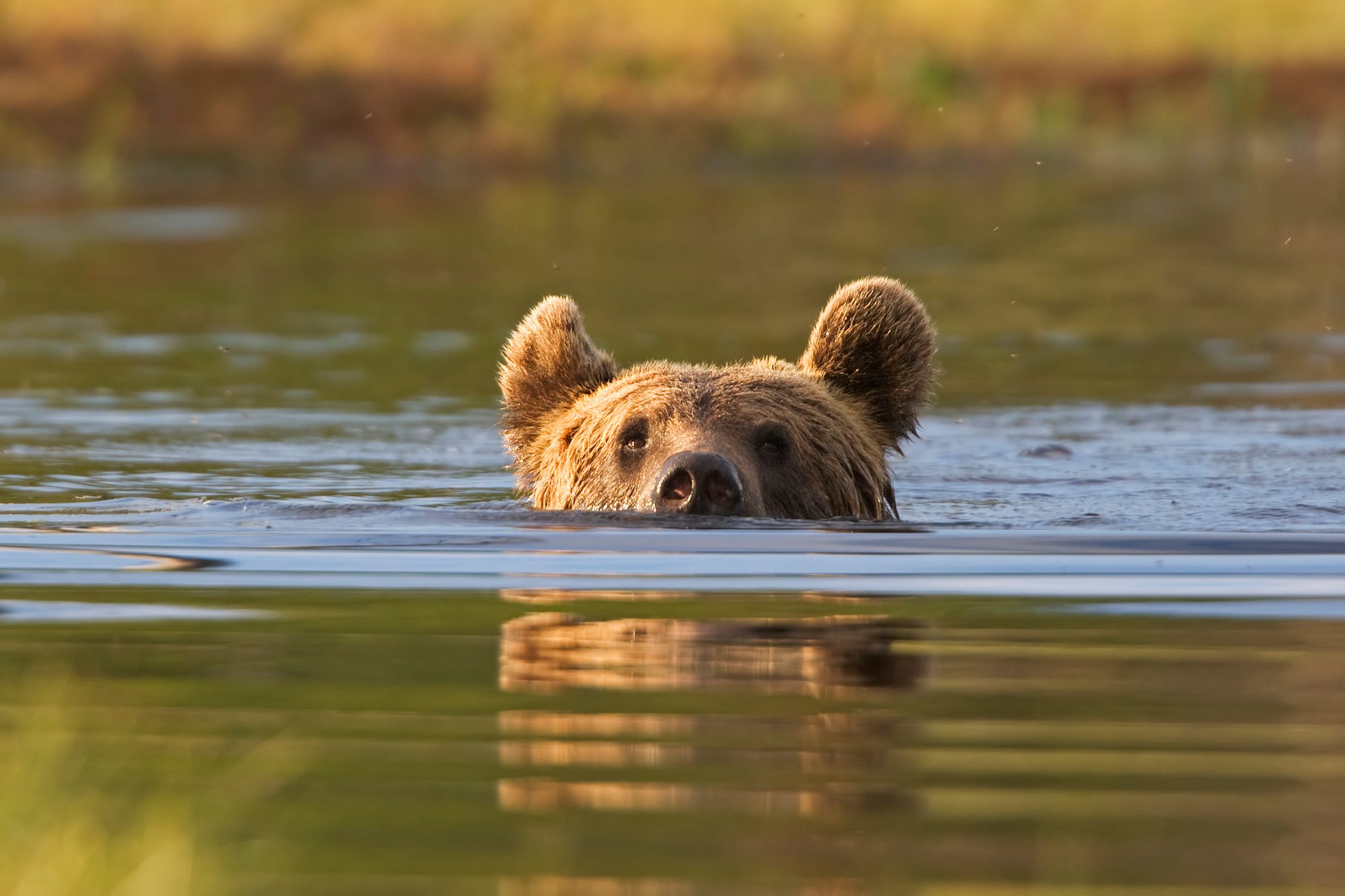 Brown bear swimming in a lake. North East Finland.