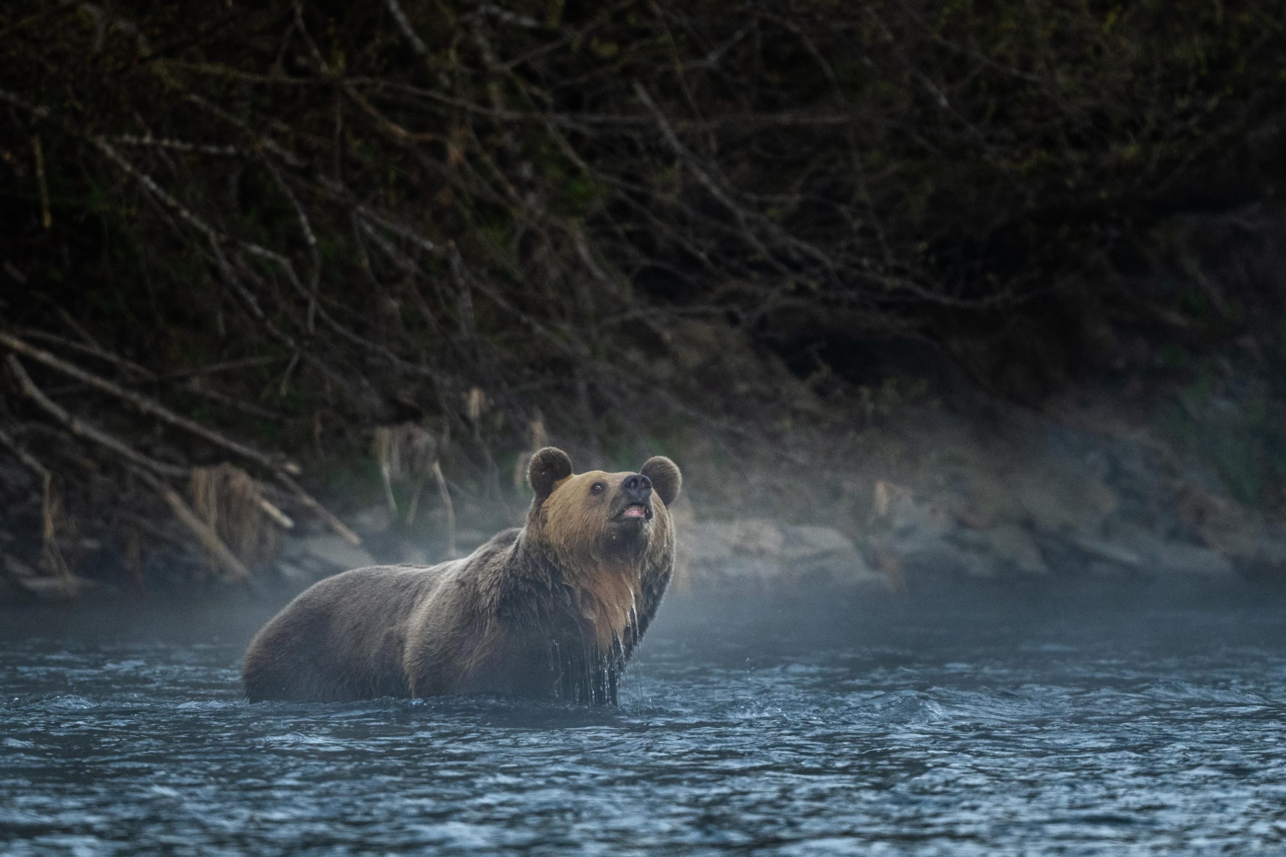 Brown bear in Poland