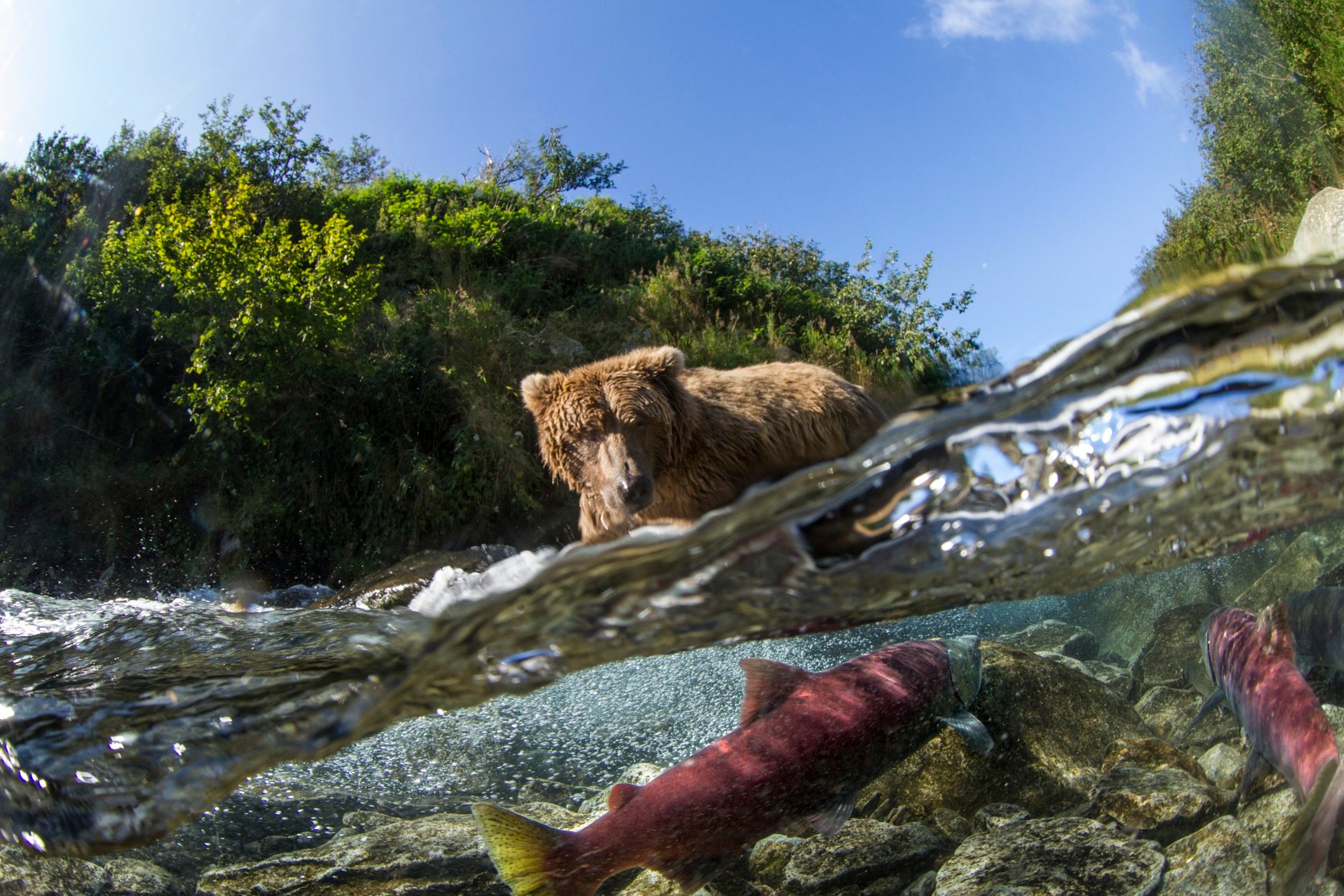 Brown bear and salmon, Katmai National Park, Alaska