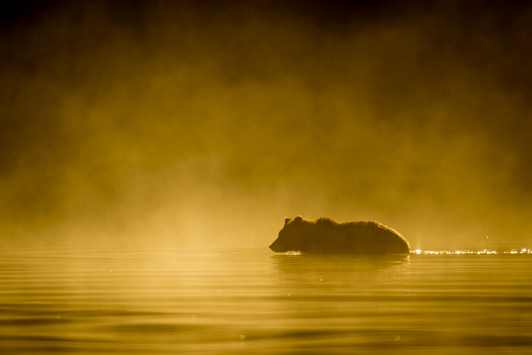 Alaska brown bear