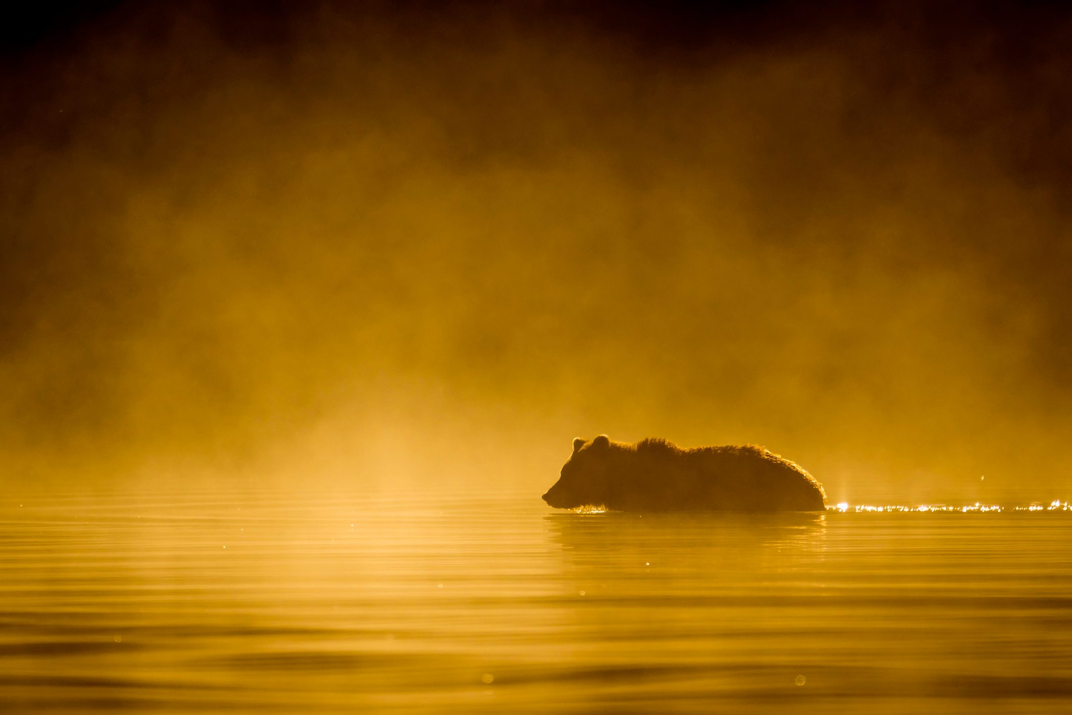 Alaska brown bear
