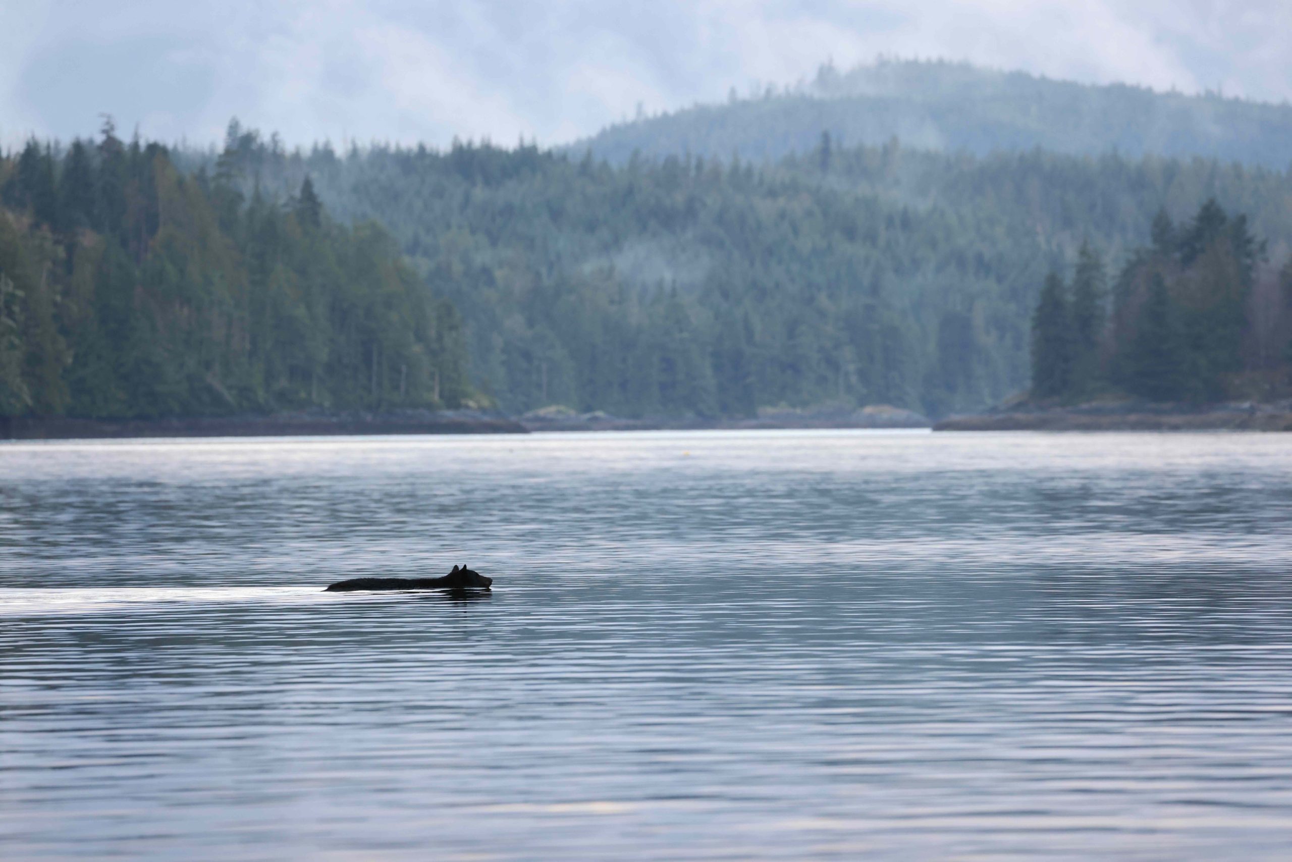 Black bear swimming